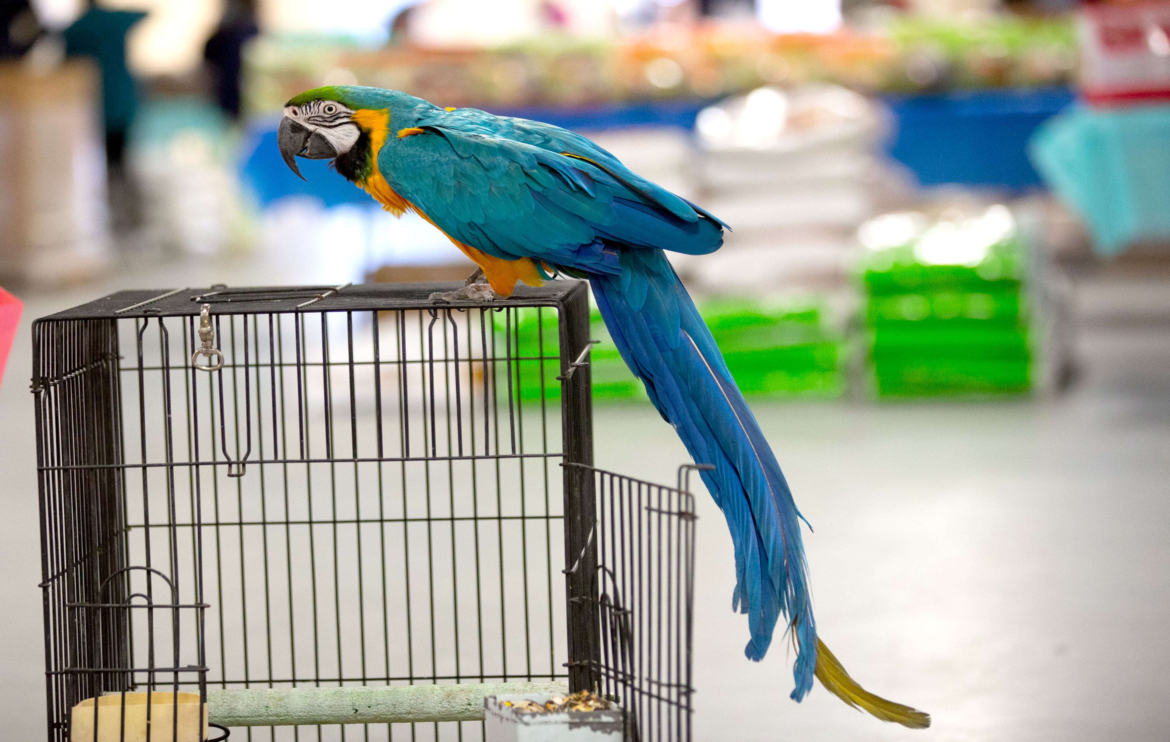 A macaw hangs out at the Southeast Exotic Bird Fair at the Gwinnett County Fairgrounds on Saturday, December 5, 2020. (Photo: Steve Schaefer for The Atlanta Journal-Constitution)
