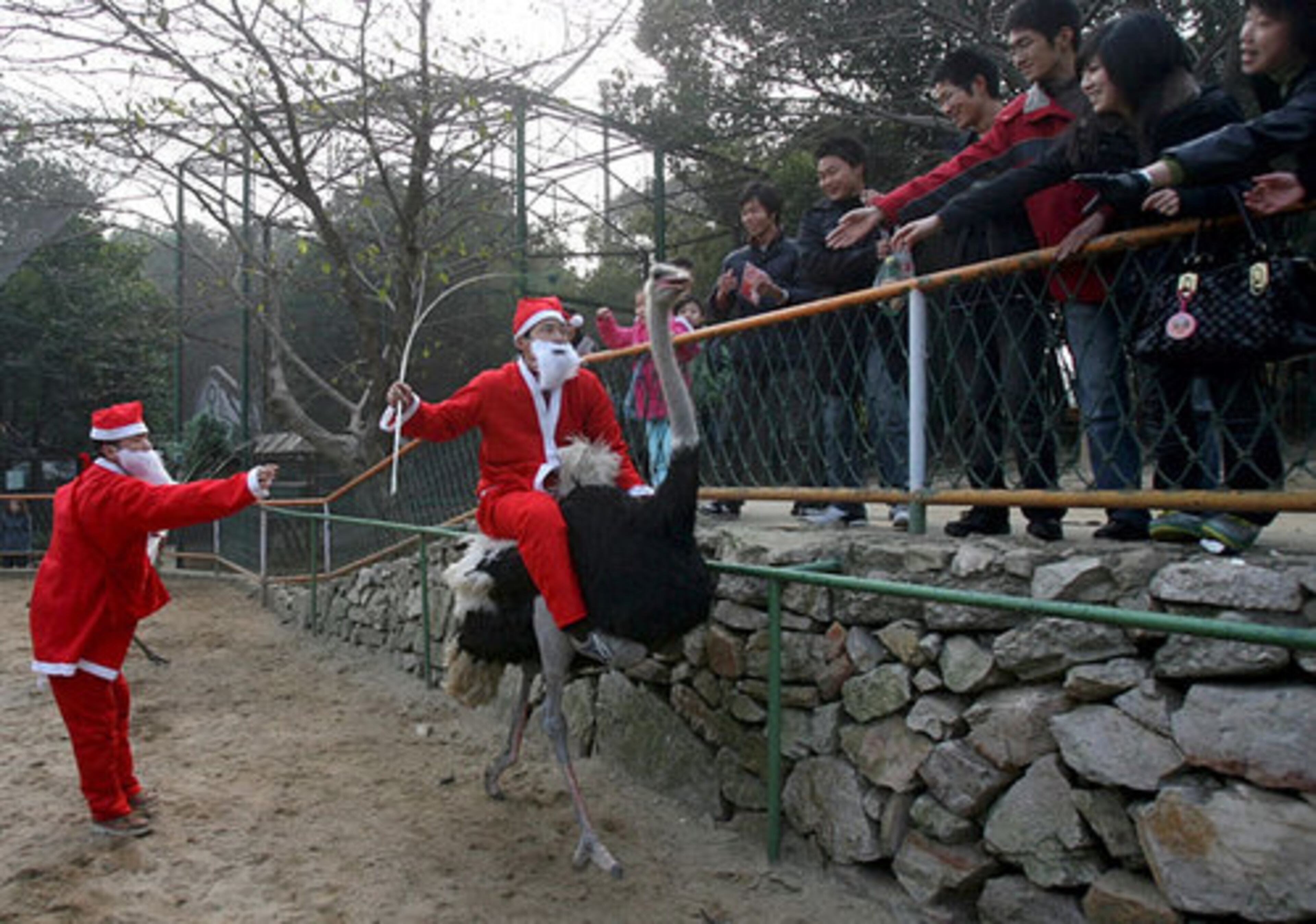 Reindeer and a fancy sleigh aren't always the preferred method of the transportation. Sometimes an ostrich will do such as this time at a zoo in Wuhan, China.