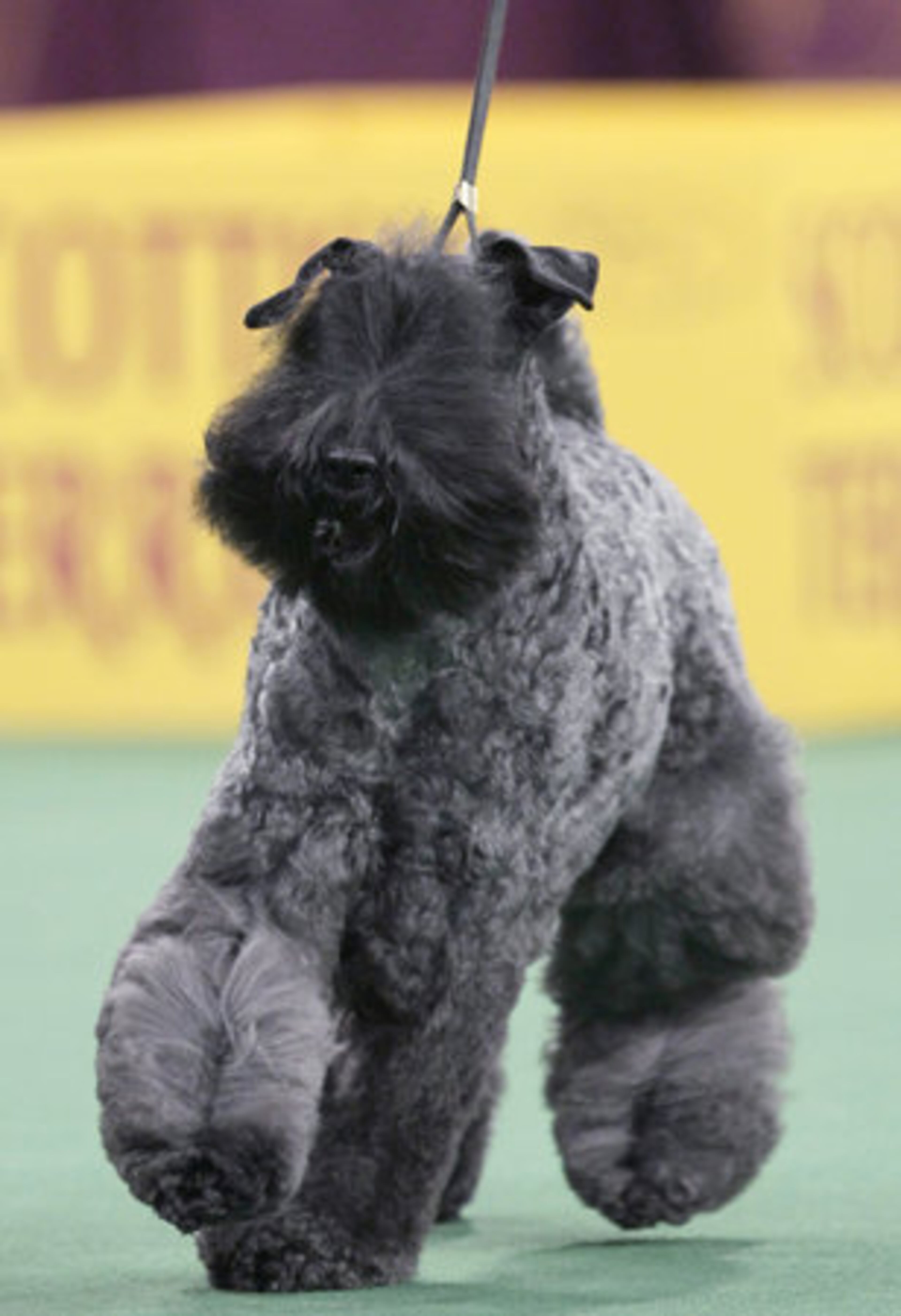 A Kerry blue terrier named Chelsey is declared the winner of the terrier group at the 136th annual Westminster Kennel Club dog show in New York, Tuesday, Feb. 14, 2012.