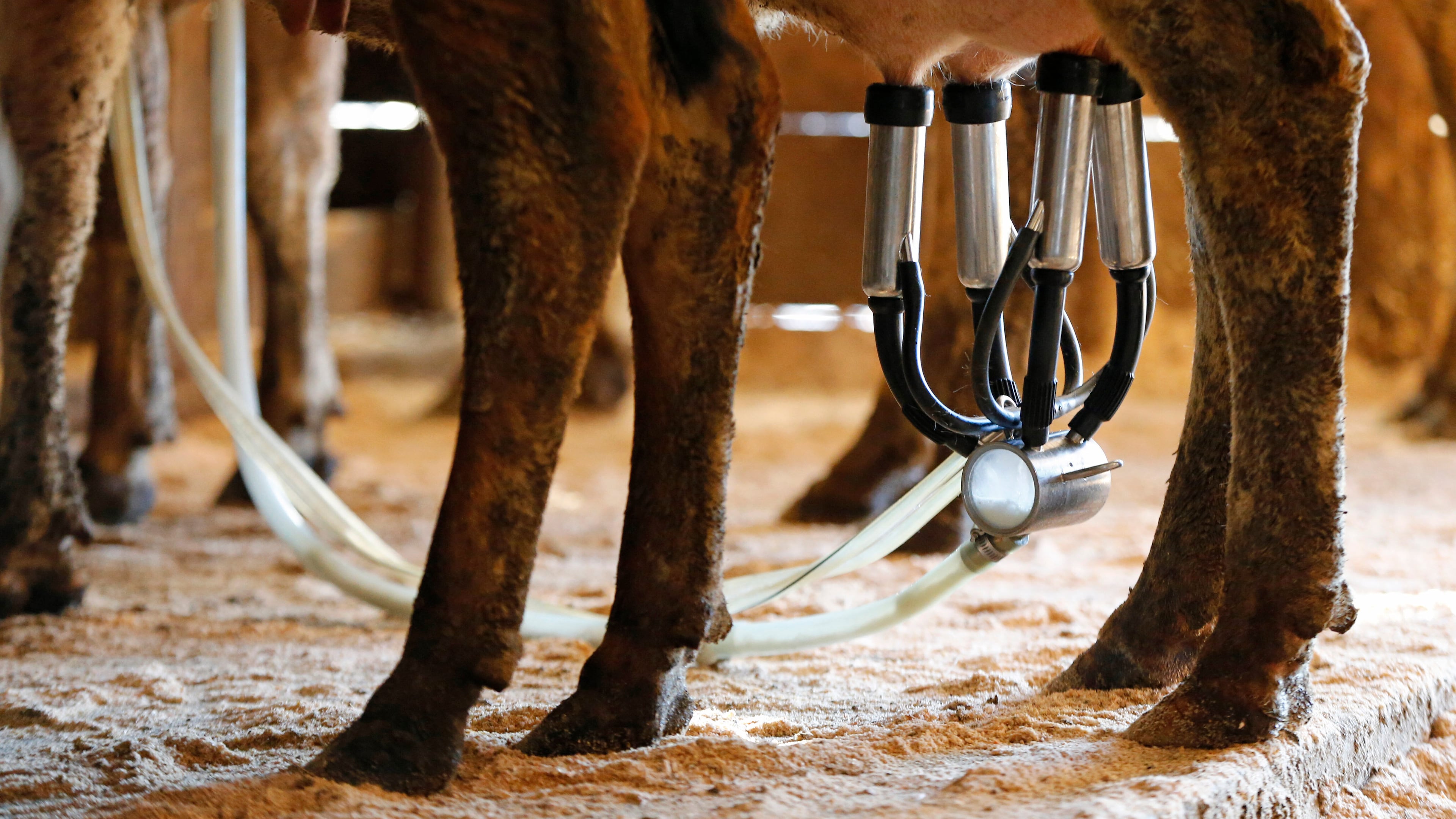 FILE - A dairy cow is milked at a farm in Newcastle, Maine, March 31, 2015. (AP Photo/Robert F. Bukaty, File)