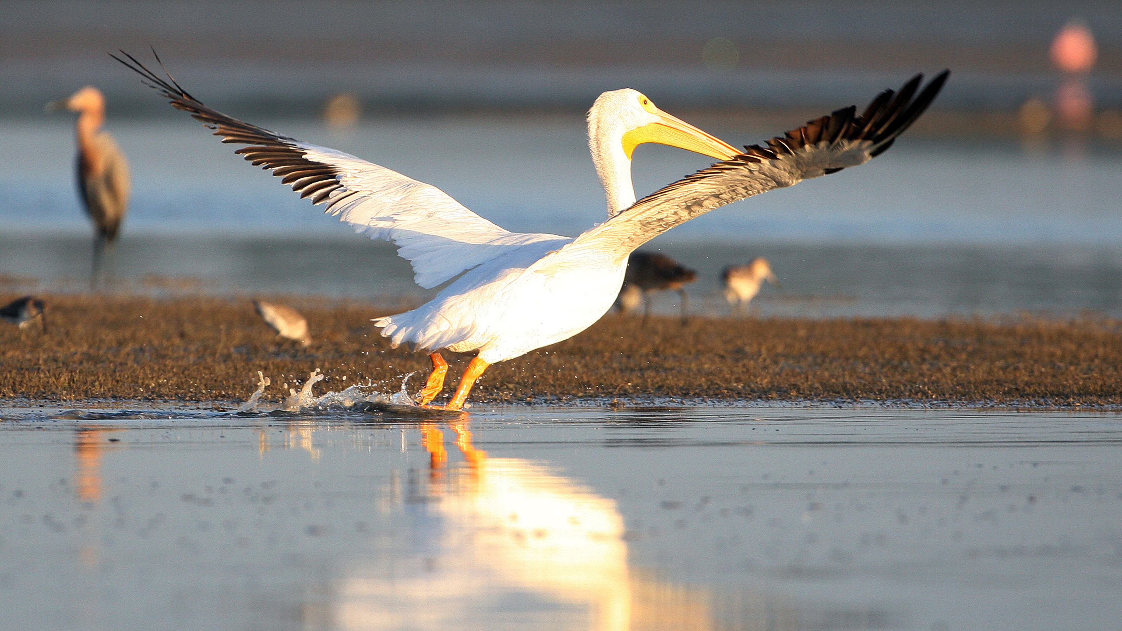 A white pelican takes off from the shallows of Snake Bight in Florida Bay in Everglades National Park. (Joe Rimkus Jr./Miami Herald/MCT)