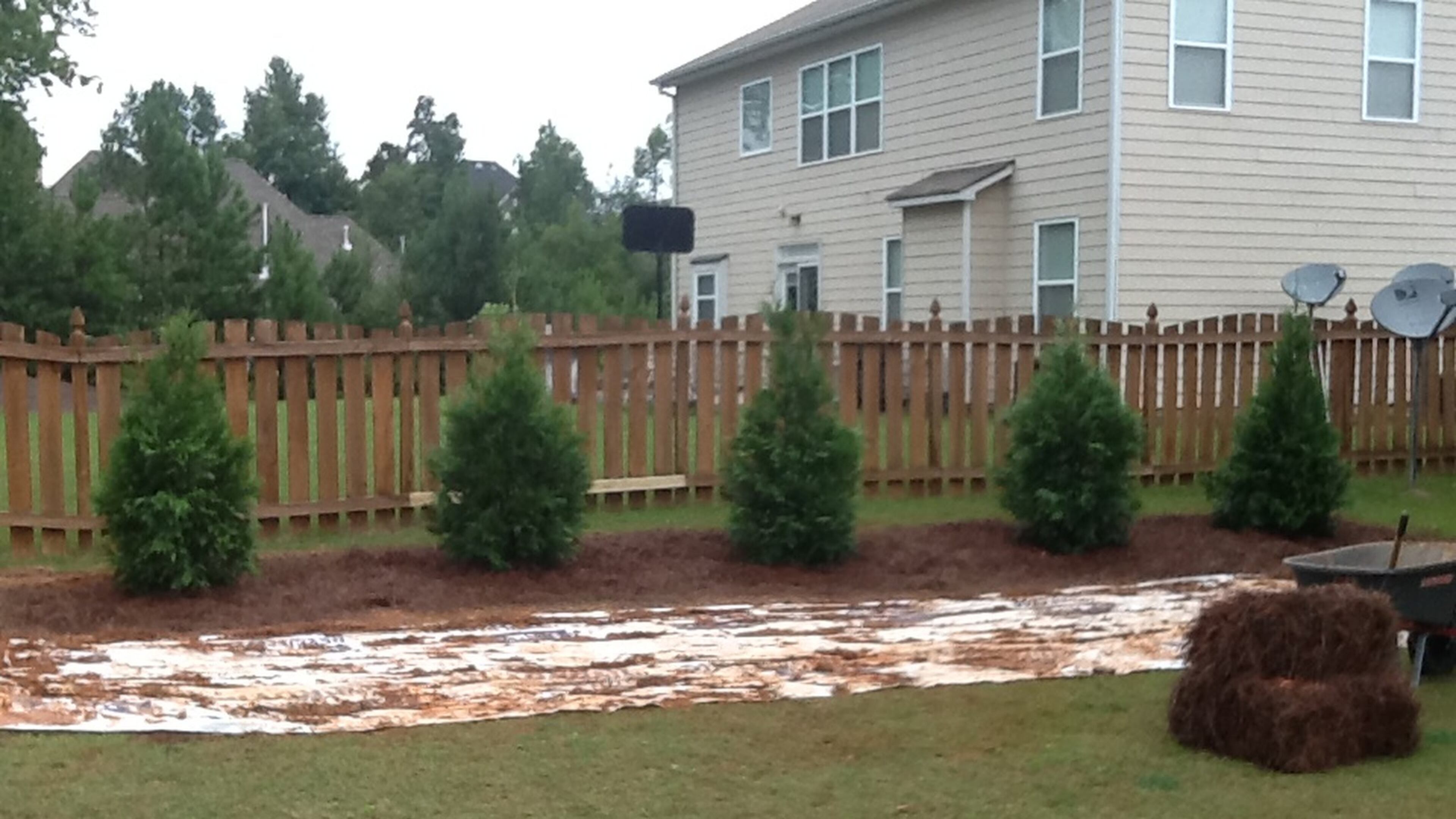 Arborvitae is a great screen plant, but the limbs can sometimes split open. CONTRIBUTED BY WALTER REEVES