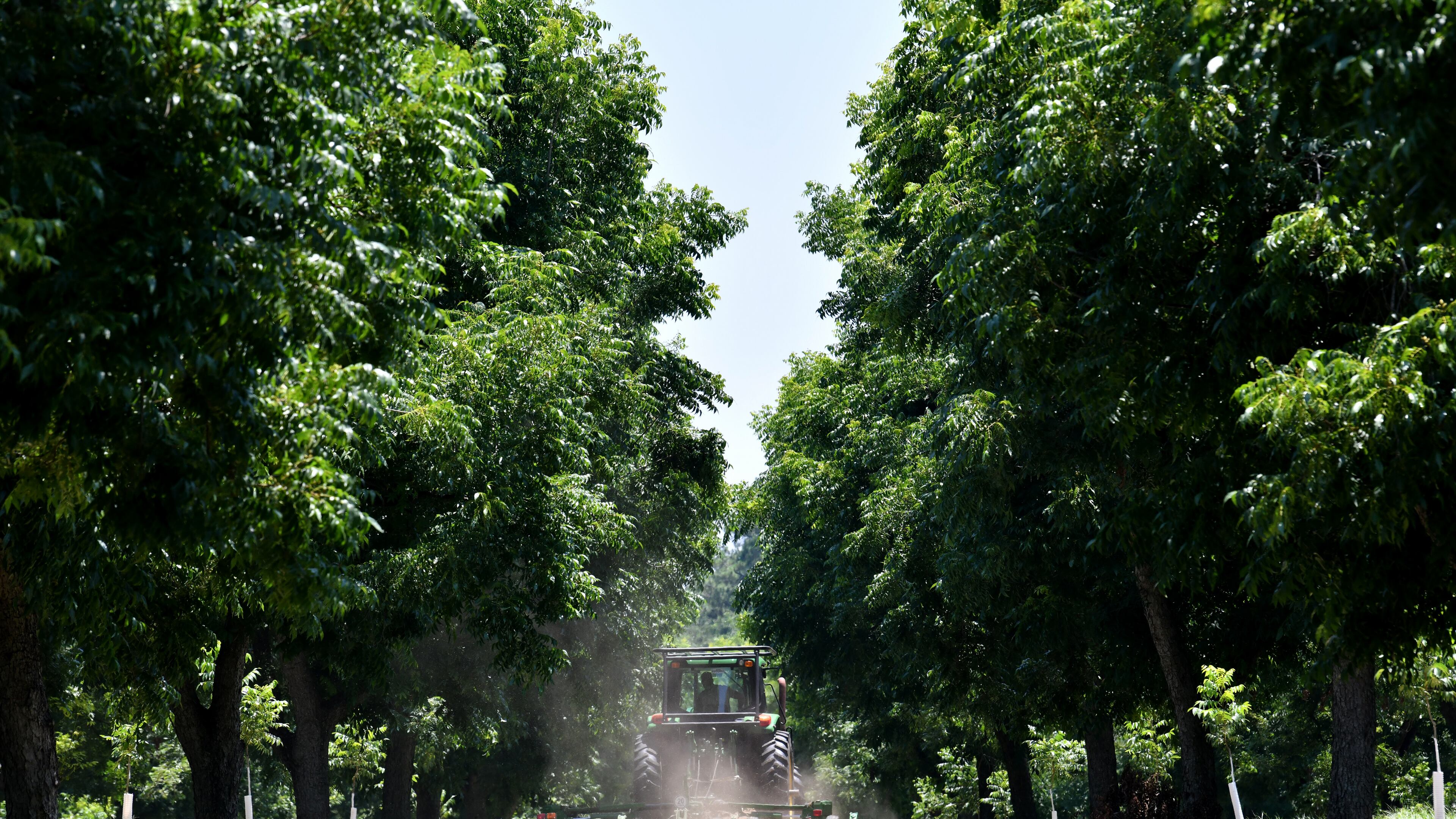 Photo: Work is underway at Georgia pecan farm in 2023. Georgia is asking Congress to block a 2024 farmworker wage increase. (Hyosub Shin / Hyosub.Shin@ajc.com)