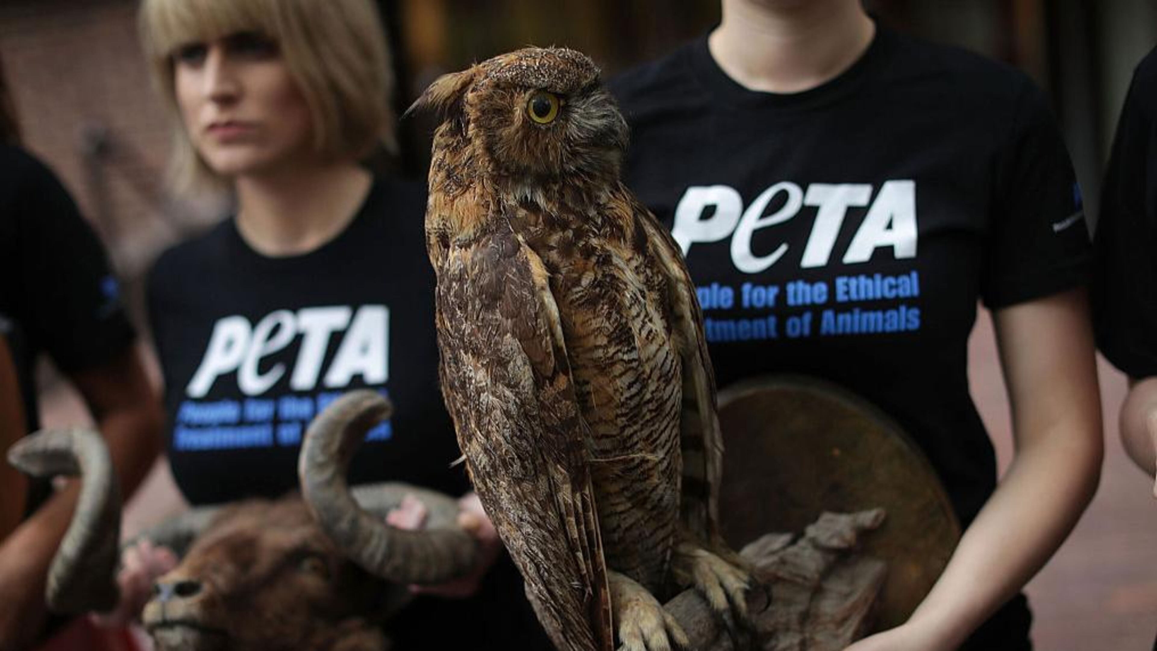 Members of PETA want the public to give a hoot about using more animal-friendly phrases.