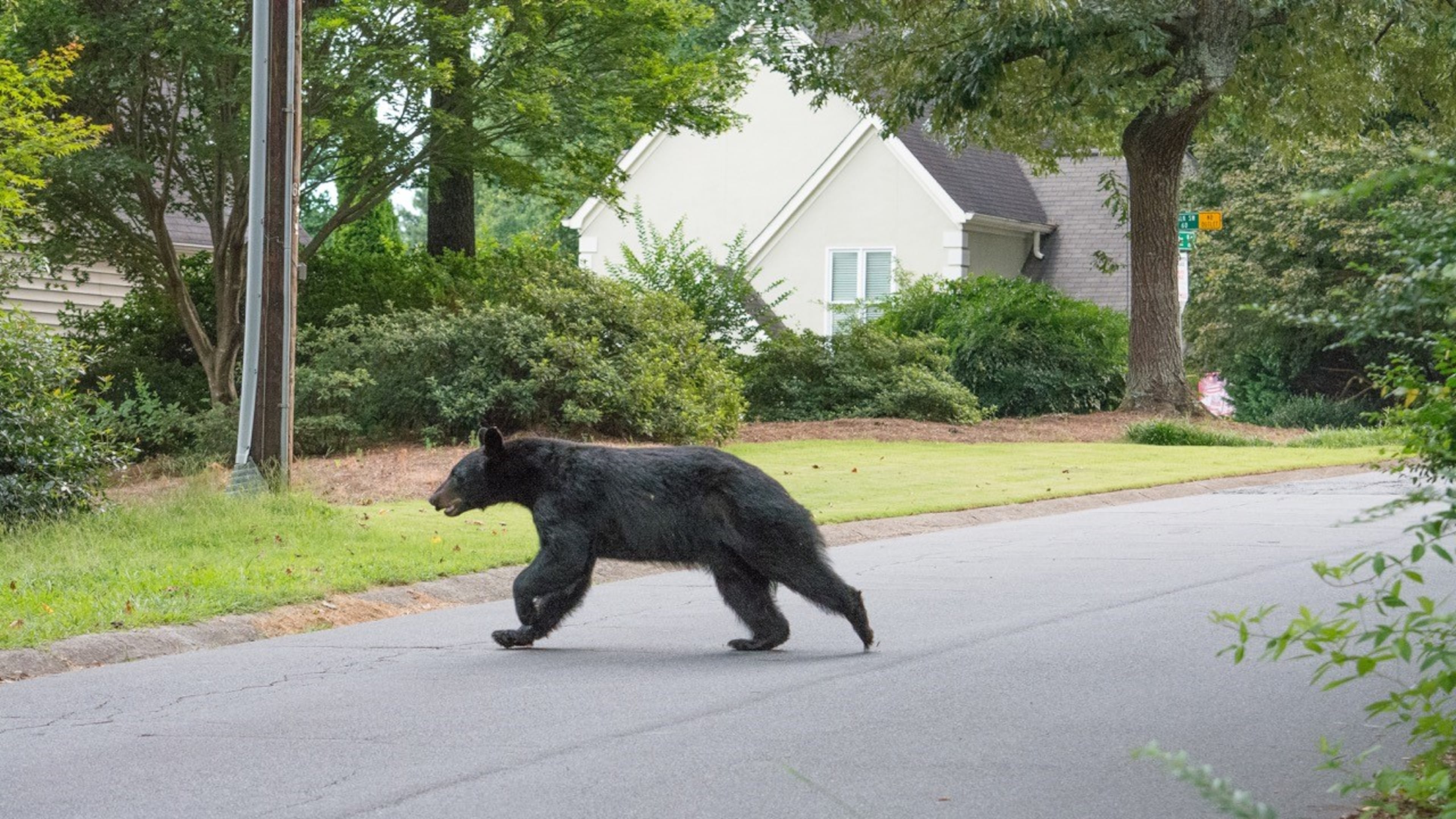 Marietta police say a black bear was seen Wednesday roaming the neighborhoods near Laurel Park. Crews were able to tranquilize the bear before transporting it to an undisclosed location in north Georgia.