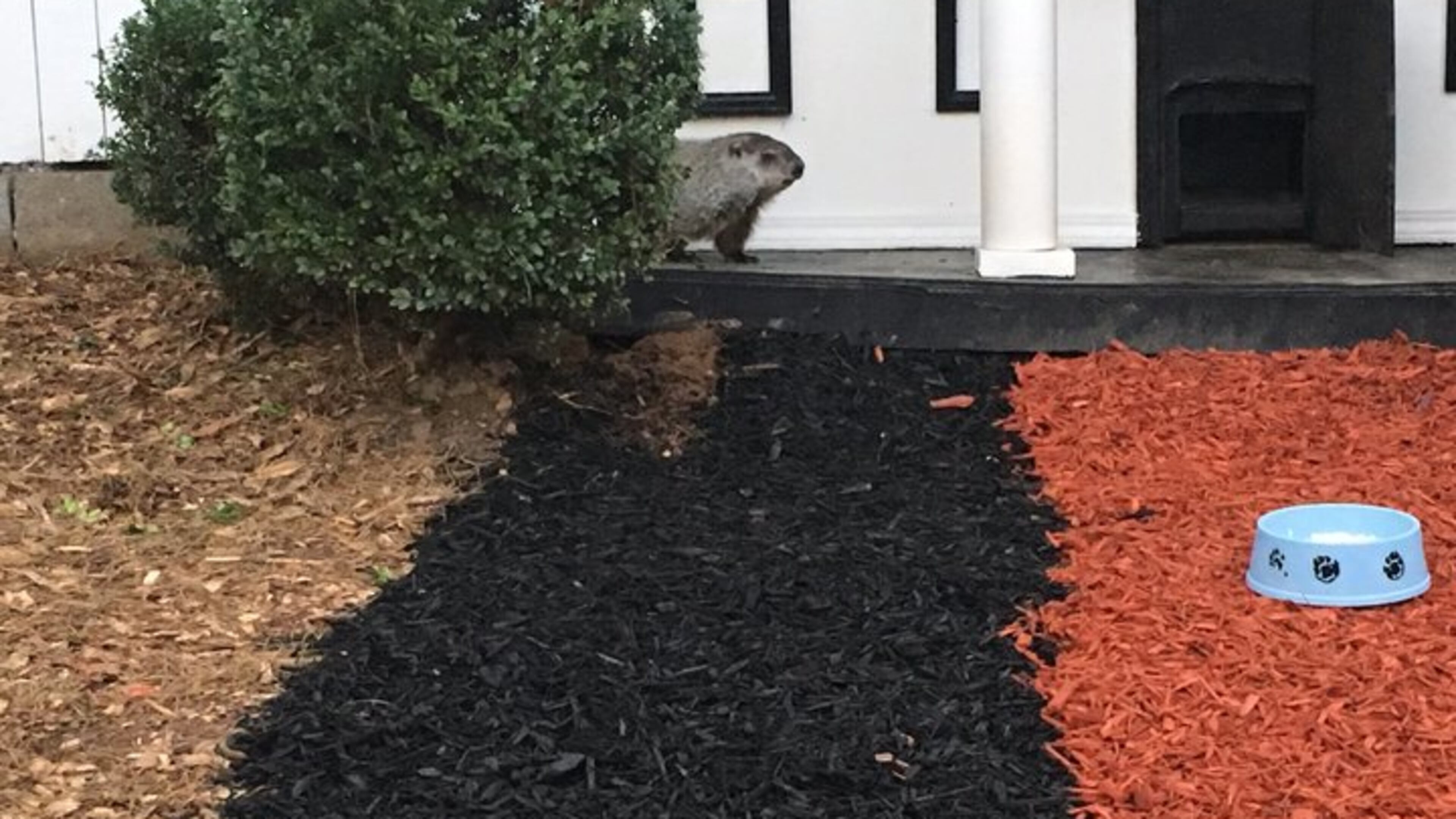 Celebrated state groundhog Gen. Beauregard Lee saw no shadow Thursday, meaning an early spring for Georgia. (Credit: Channel 2 Action News)