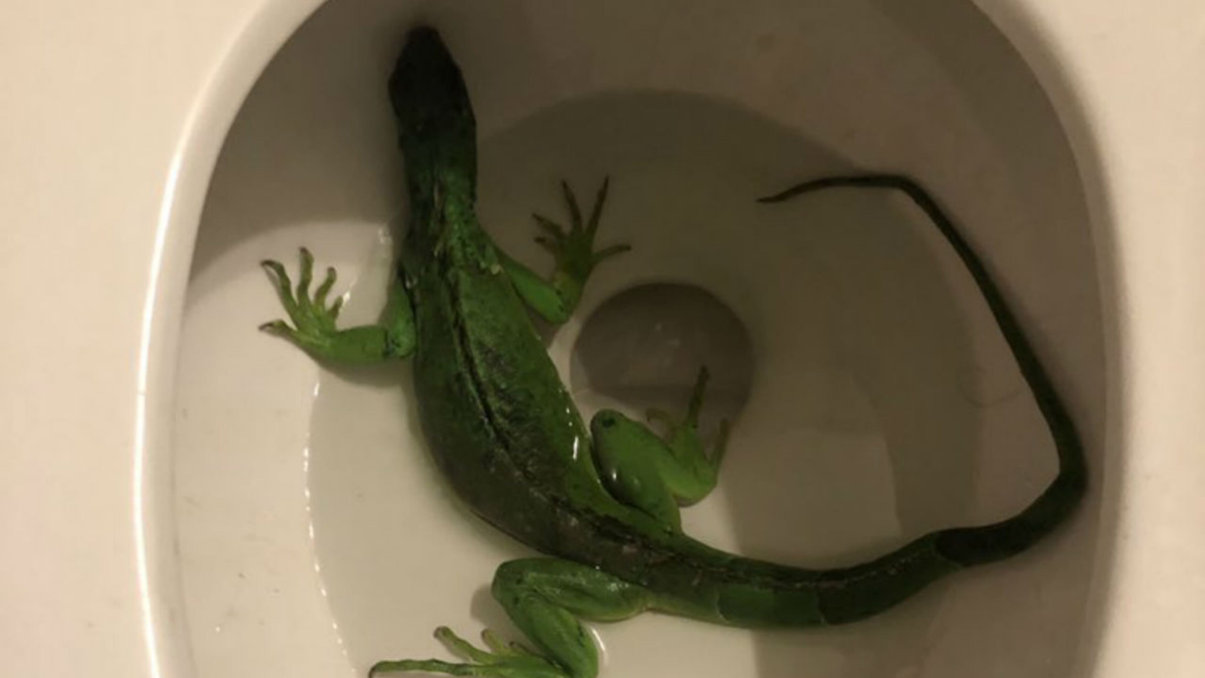 A Florida man found an iguana in his toilet when he came home for lunch on Thursday. (Photo: Fort Lauderdale Fire Rescue)