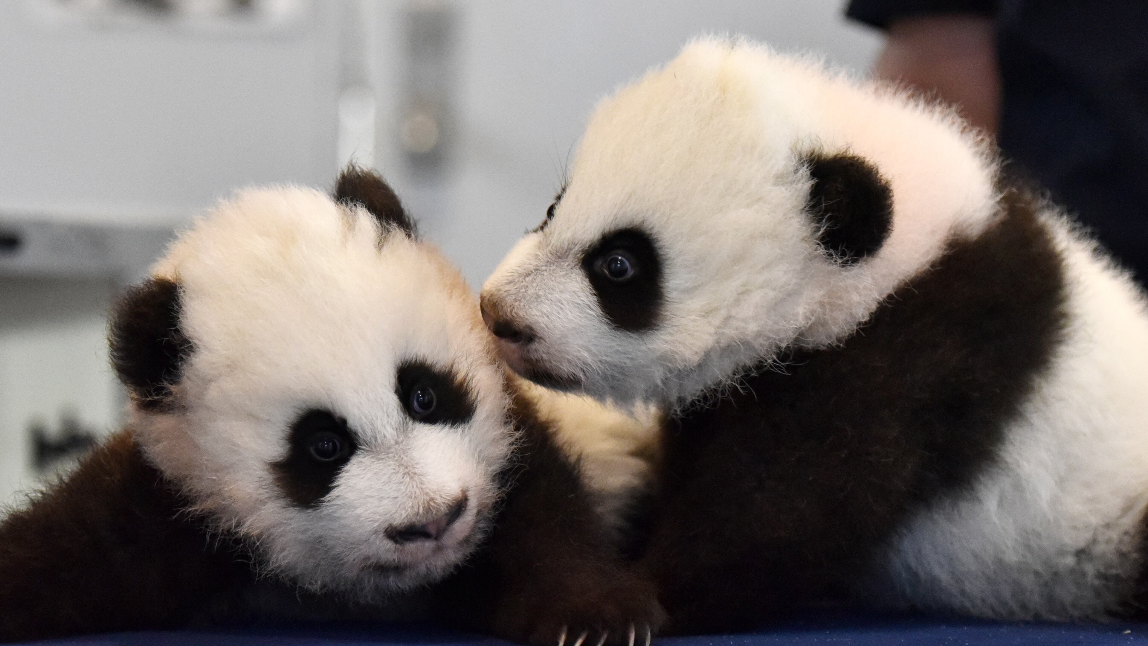 Parking at Zoo Atlanta to see twin pandas Xi Lun (left) and Ya Lun will cost you in the future. A new parking garage in the works for the zoo won’t be free like the current surface lot most visitors currently use. HYOSUB SHIN / HSHIN@AJC.COM