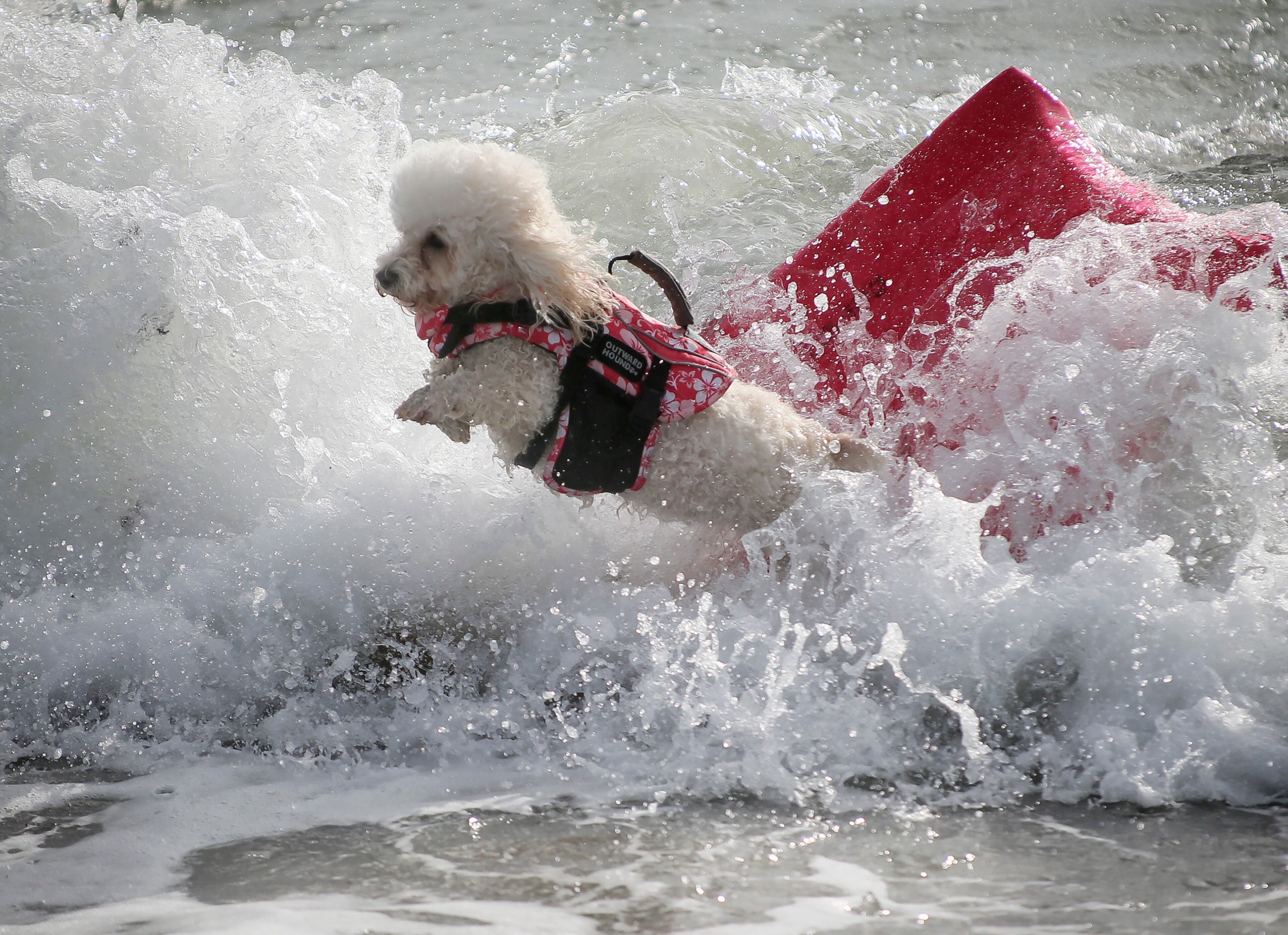 Hang 20 Surf Dog Classic at Carlin Park in Jupiter Saturday, August 29, 2015. (Bruce R. Bennett / The Palm Beach Post)