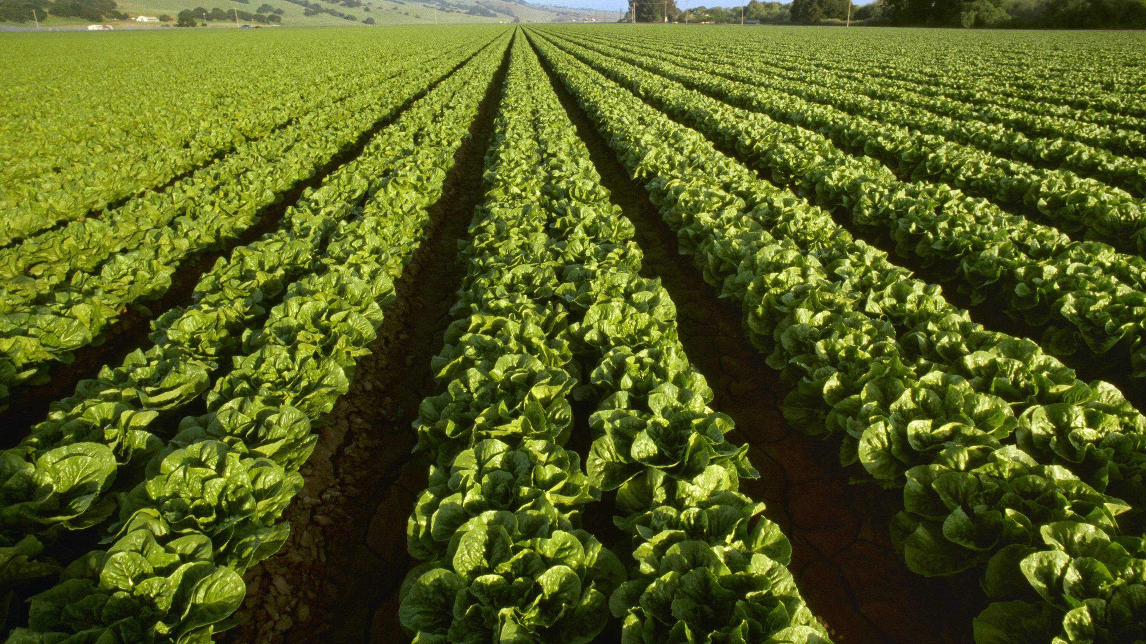 Romaine lettuce grows with the Santa Lucia Mountains in the background in California.