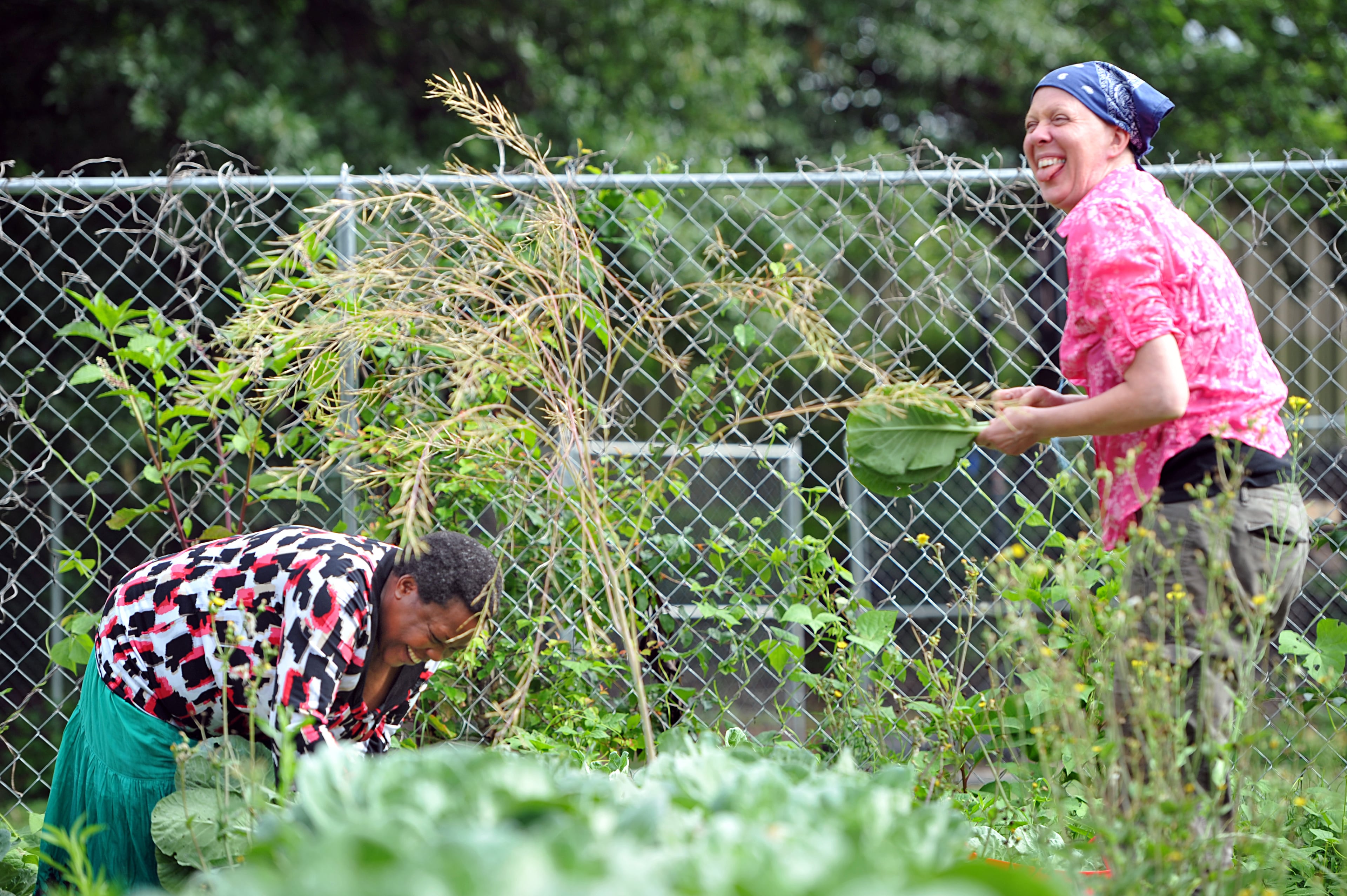 Susan Pavlin (right), founder of Global Growers Network, smiles as she helps Halieth Hatungimana, who is originally from Burundi, harvest collard at Burundi Women's Farm in Decatur on Saturday, June 14, 2014. HYOSUB SHIN / HSHIN@AJC.COM