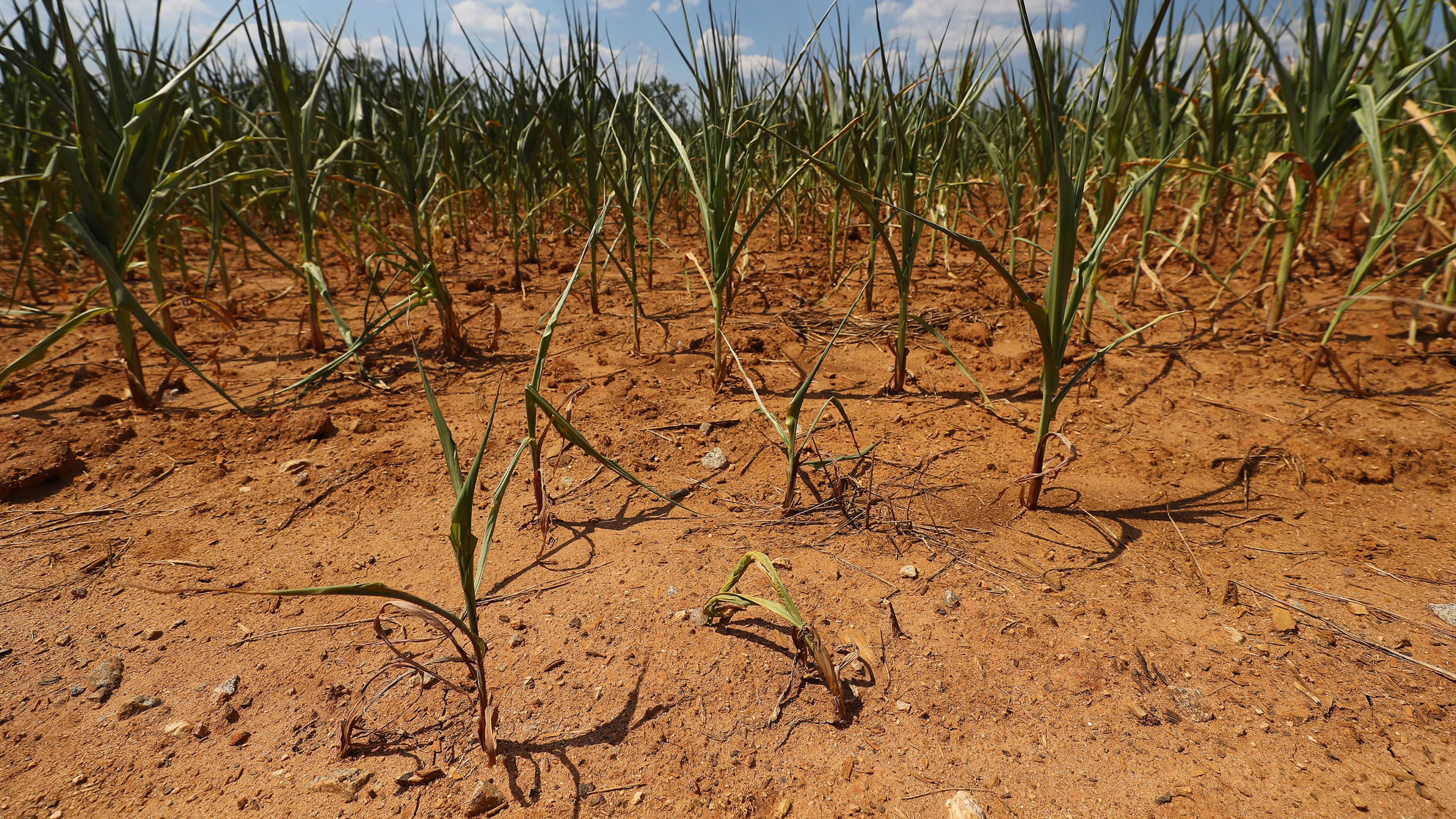 A corn field withers under the unrelenting summer heat in late June at WDairy LLC on Broughton Road in Morgan County, Georgia. The crop was a total loss. (Curtis Compton for The Atlanta Journal-Constitution)