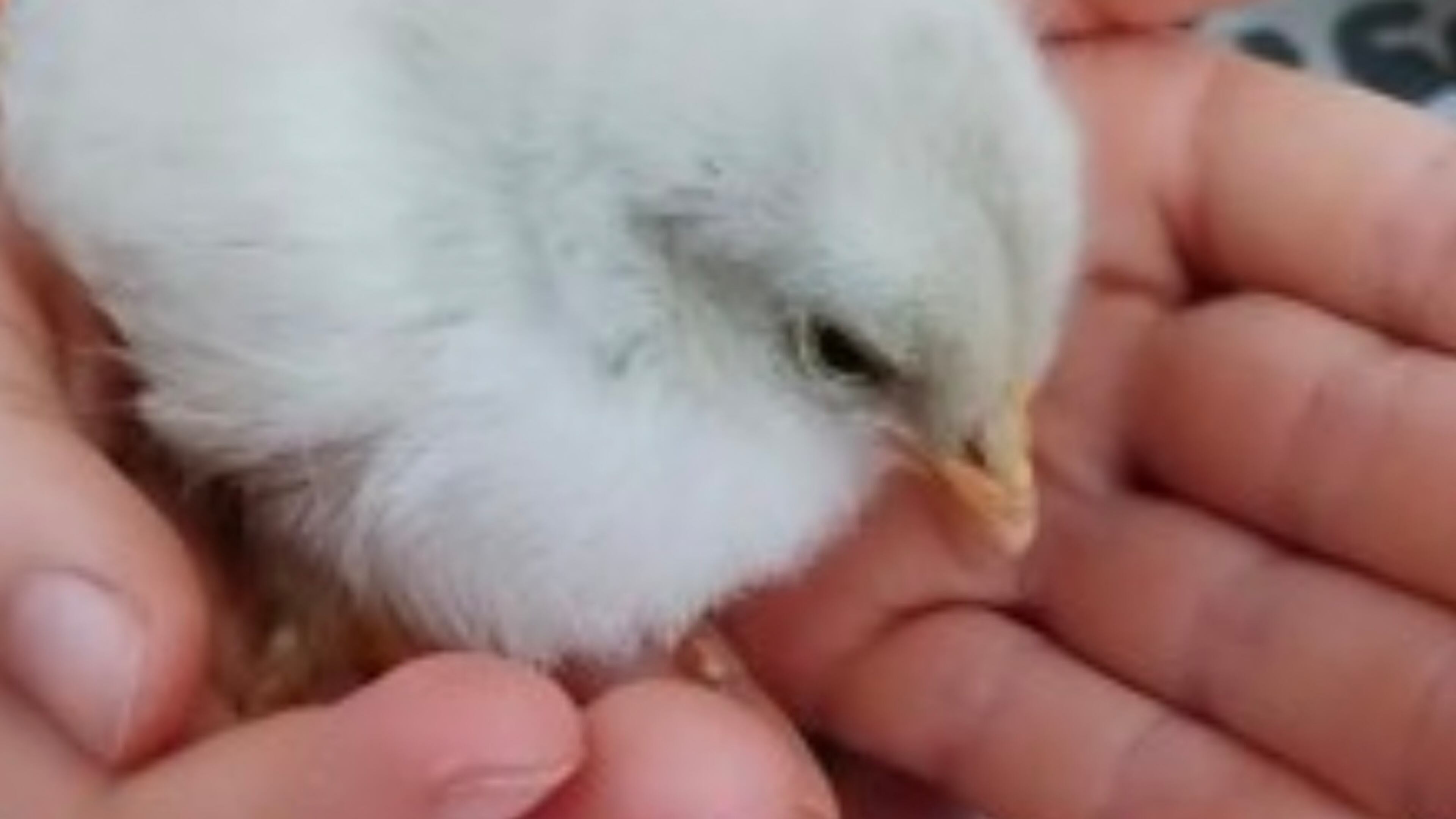 The Milton City Council recently approved an agreement with Tree of Learning to offer a new outdoor recreation program for children ages 3-to-5. (Courtesy Tree of Learning)