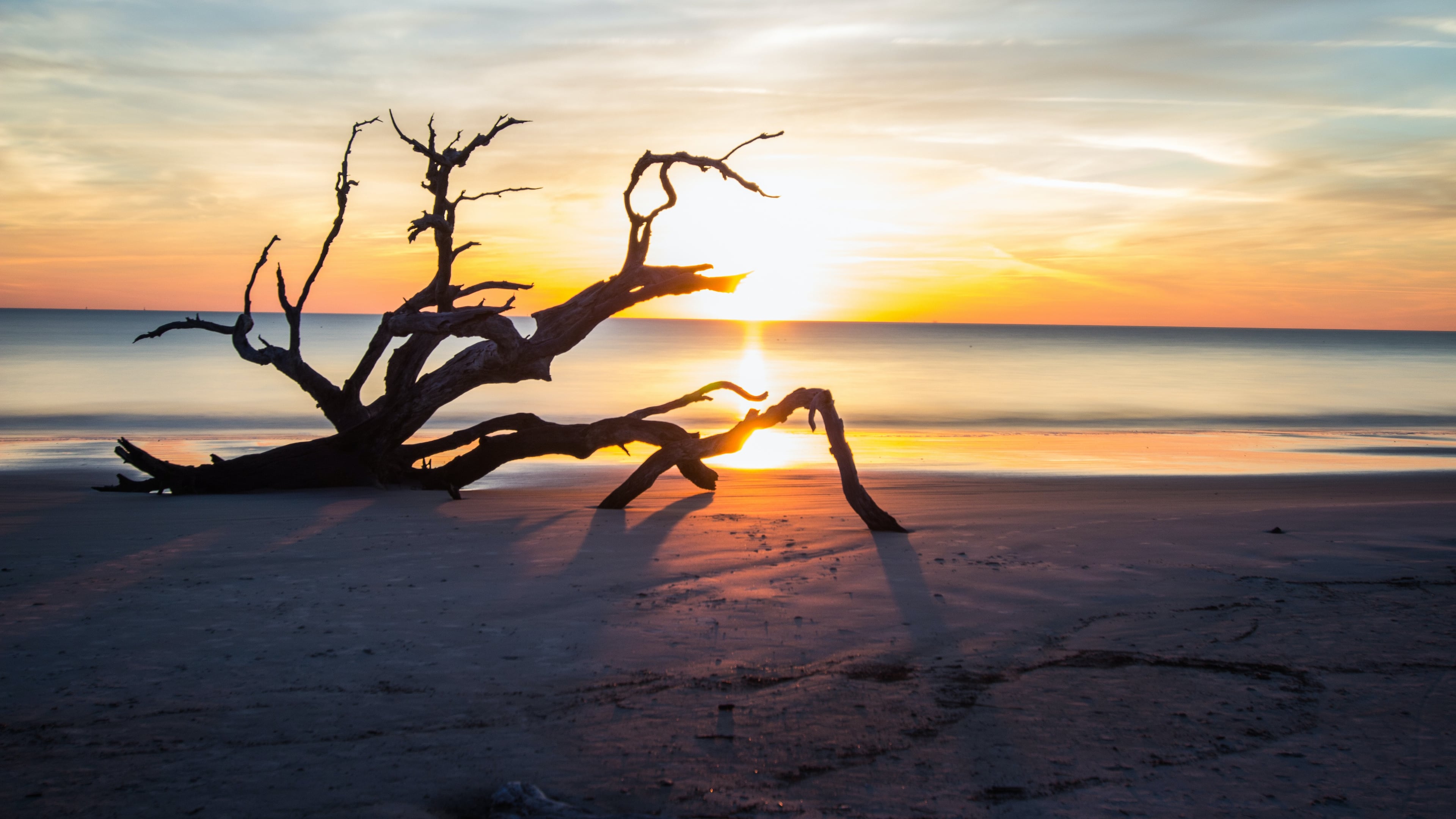 Driftwood Beach, Jekyll Island, United States.
