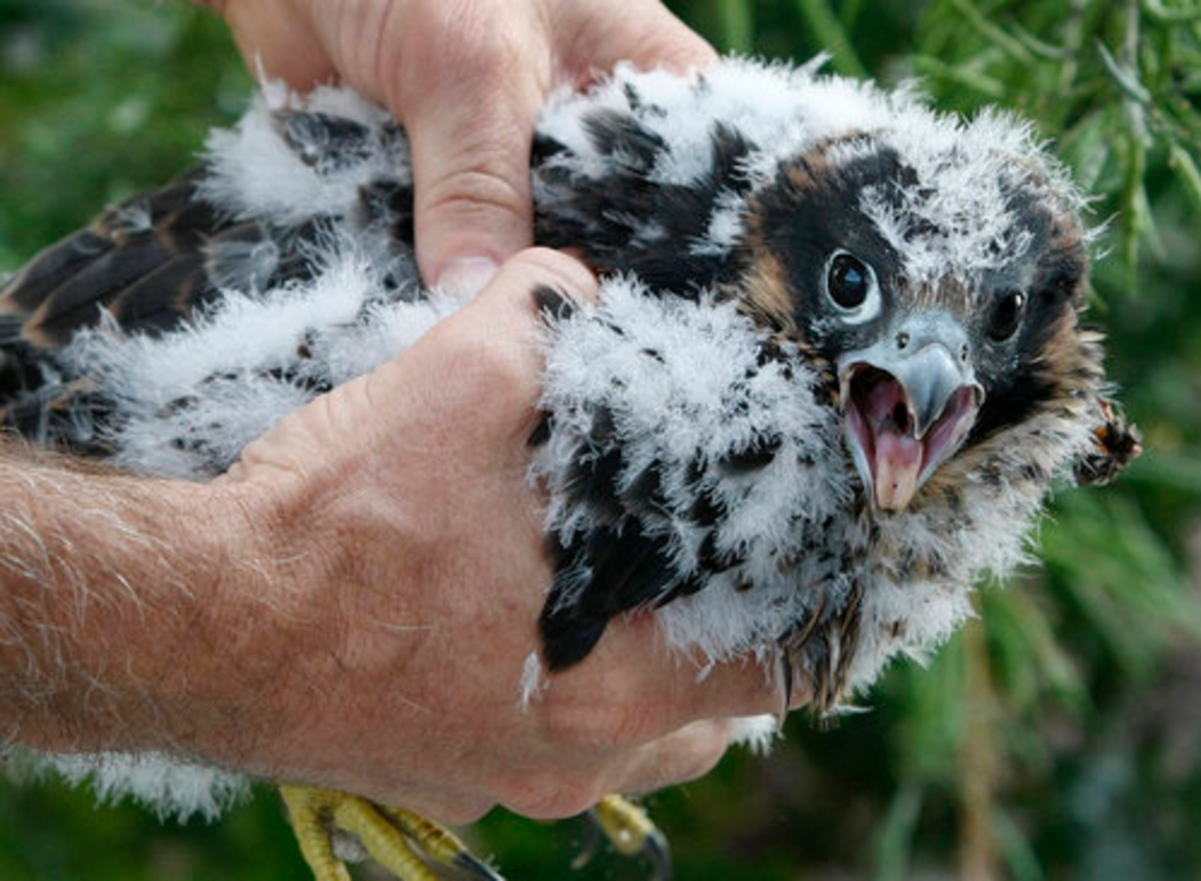 Department of Natural Resources biologist Jim Ozier temporarily removes the first of 3 peregrine falcon nestlings from a planter box that serves as their nest on the top of the SunTrust Plaza skyscraper to put bands on the legs of the young in Atlanta on Thursday, May 13, 2010. The nestlings were born outside the offices of McKenna Long & Aldridge, which has set up a Web cam to monitor their growth.