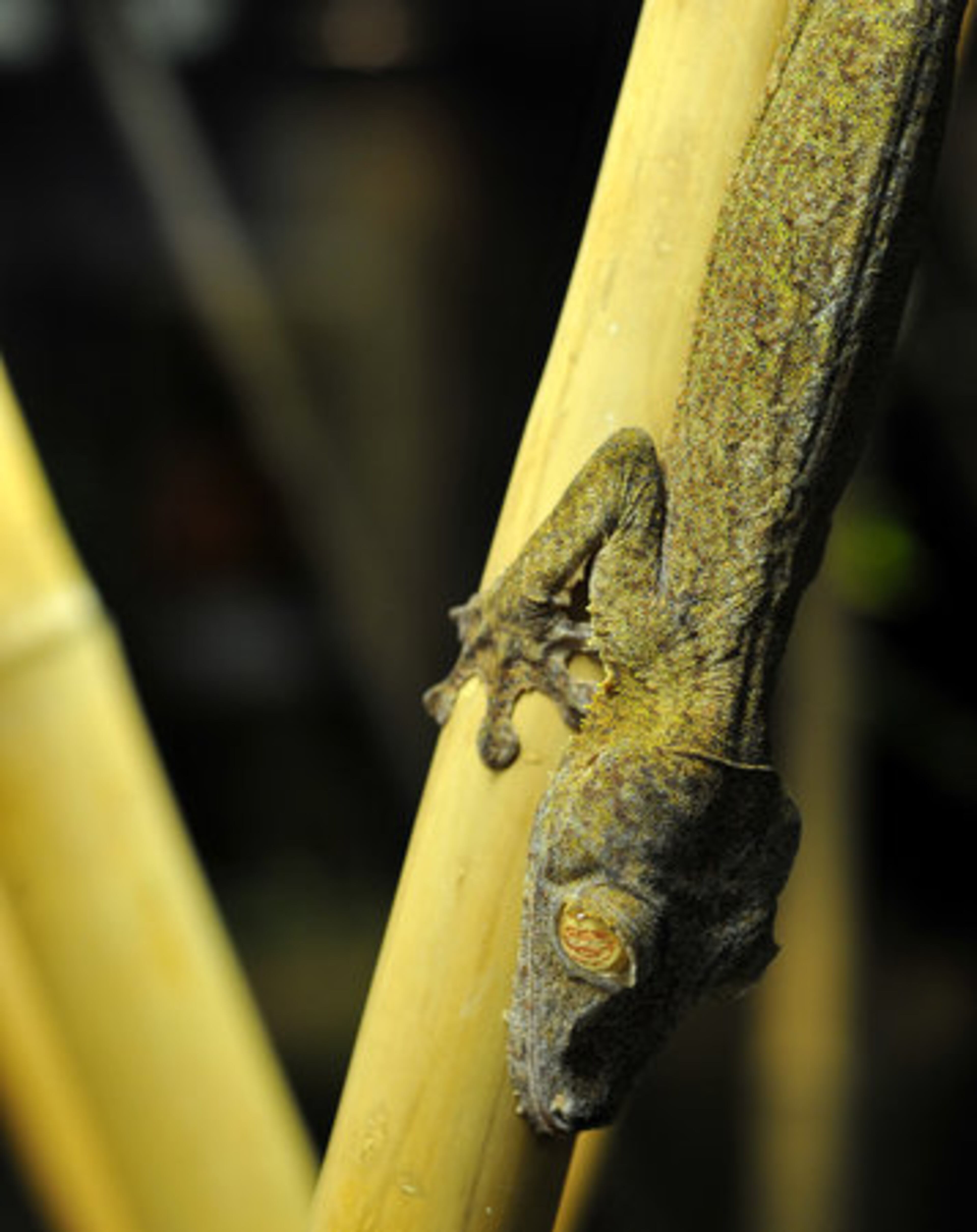 A Giant Leaf-Tailed Gecko perches upside down. The species is nocturnal and lives in the rainforest.