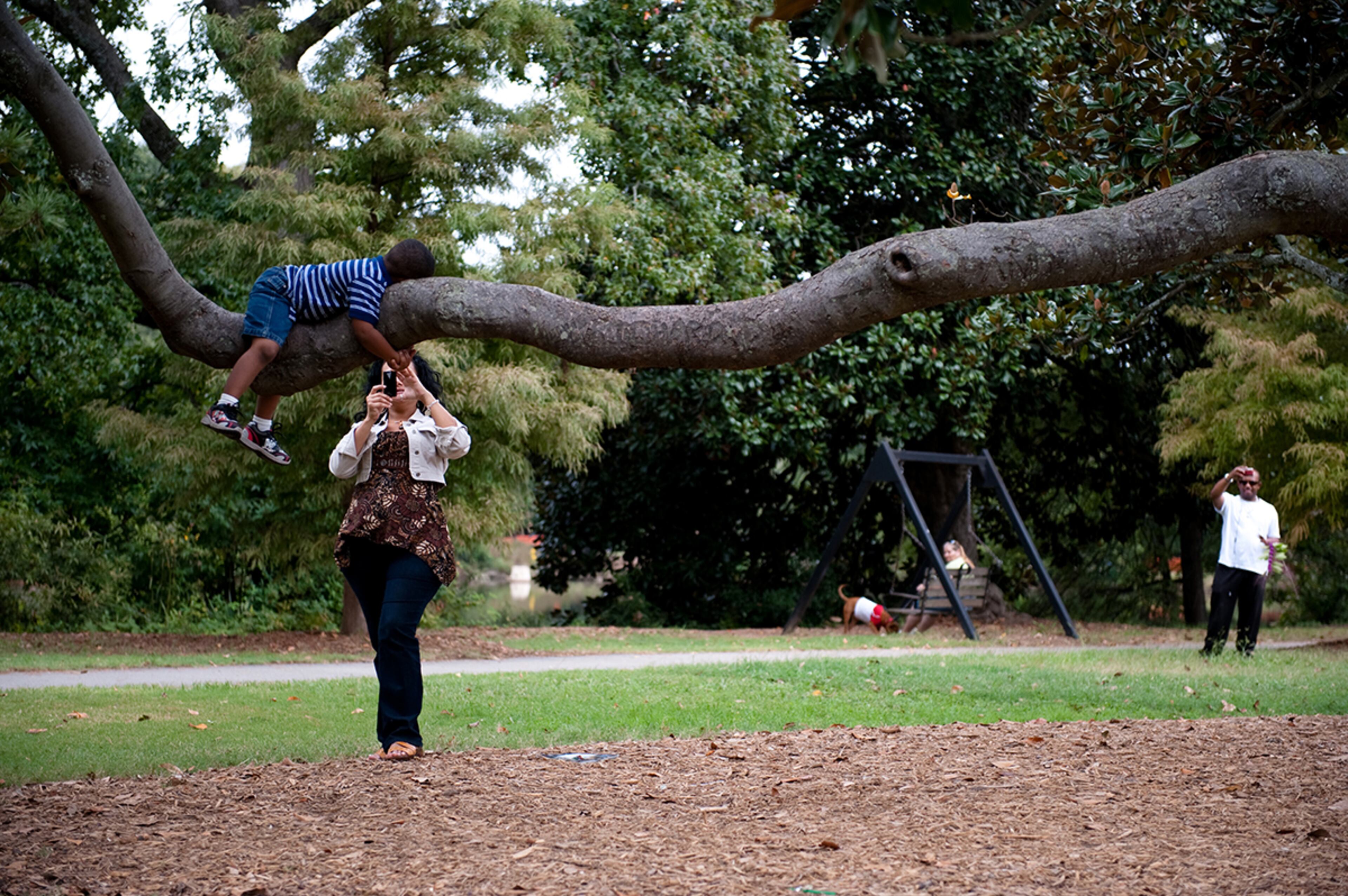 The Climbing Magnolia was one of the most popular places for portraits in Piedmont Park. The tree succumbed to rot on Friday night. (Peter Lami / Courtesy of the Piedmont Park Conservancy)