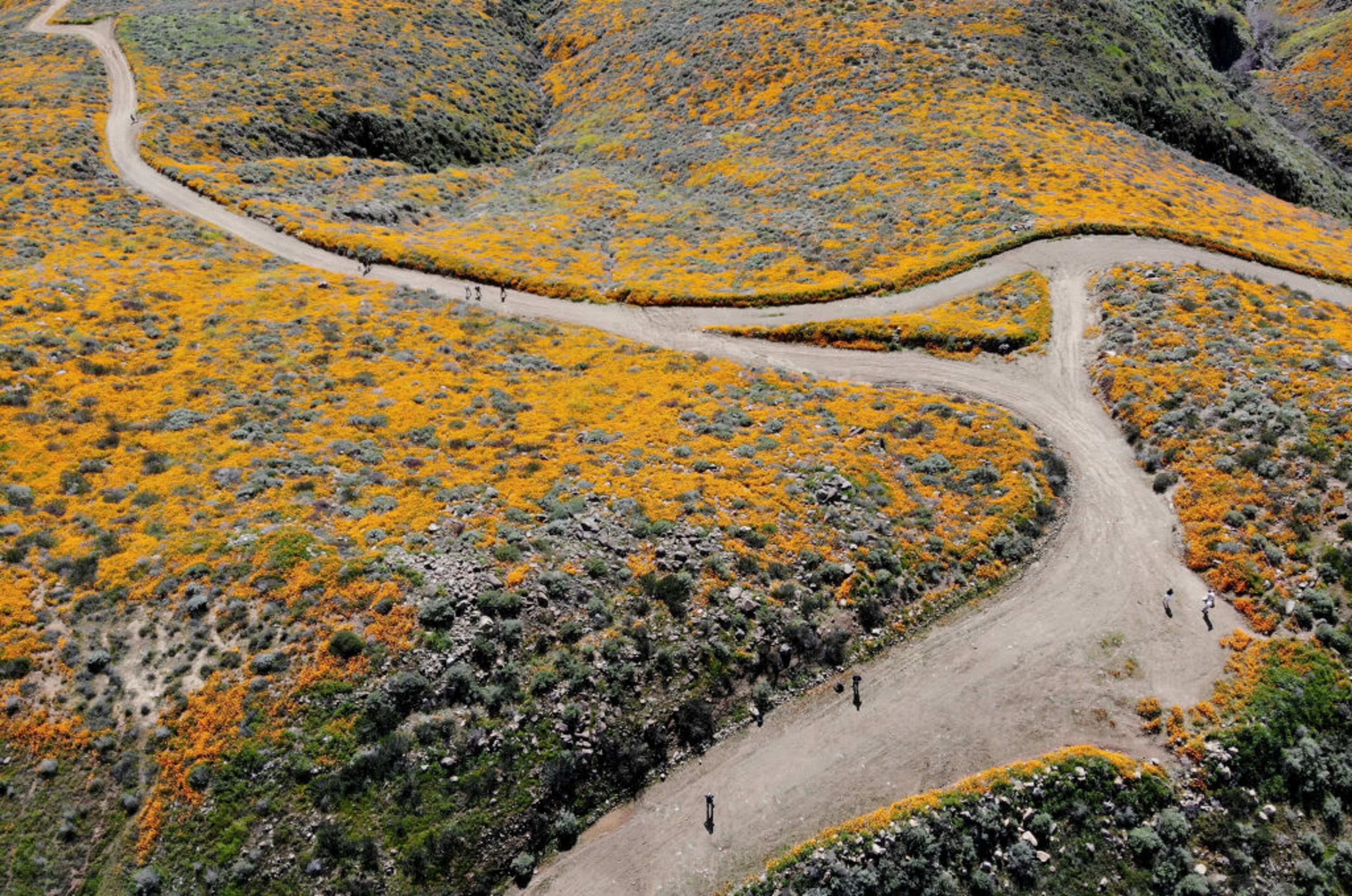 An aerial view of a super bloom of wild poppies blanketing the hills of Walker Canyon on March 12, 2019 near Lake Elsinore, California. Heavier than normal winter rains in California have caused a super bloom of wildflowers in various places around the state.