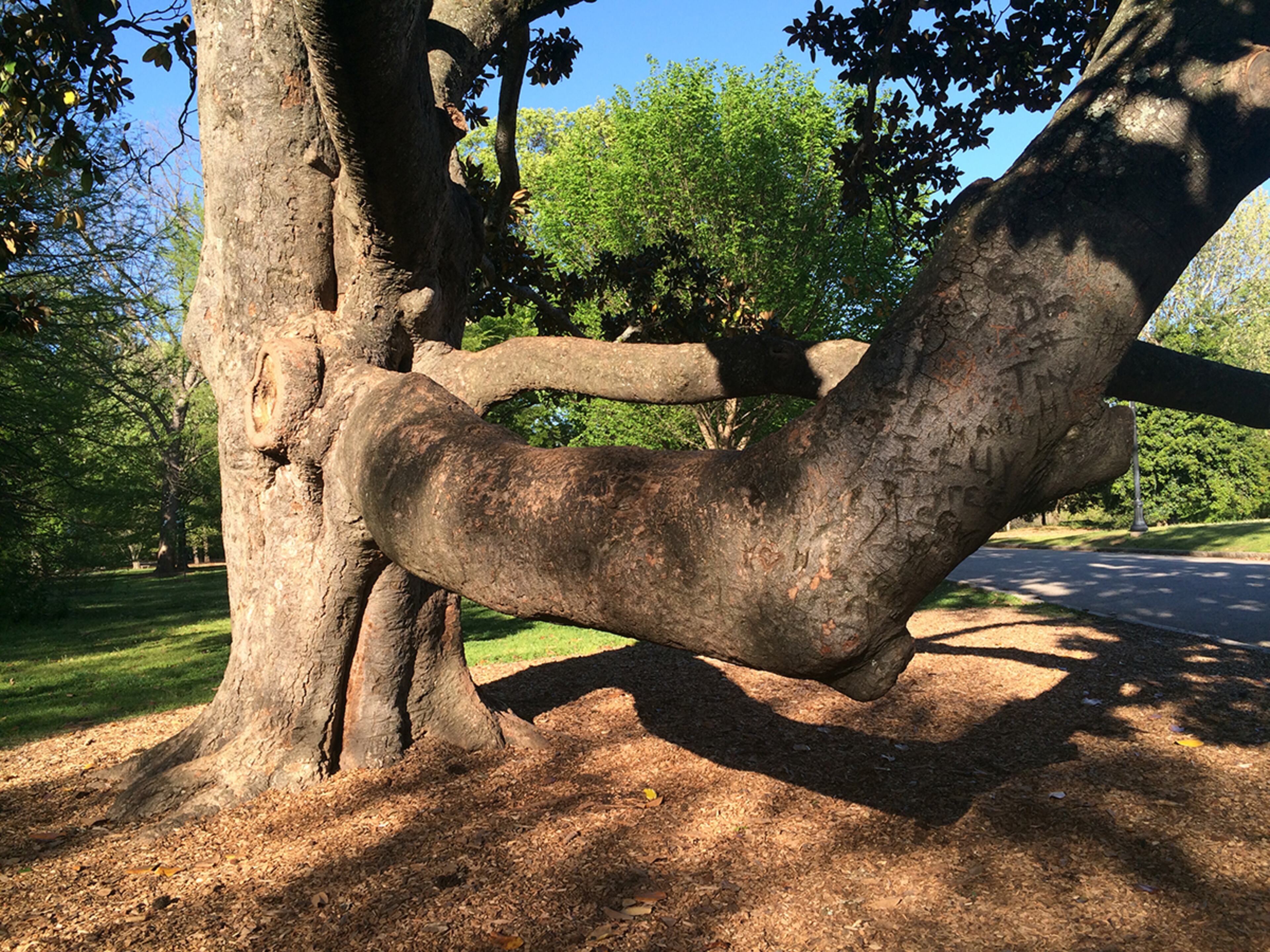 Generations of climbers left their initials on the bark of the lowest climbing branch, whose top was smooth from years of seated visitors. (PETE CORSON / pcorson@ajc.com)