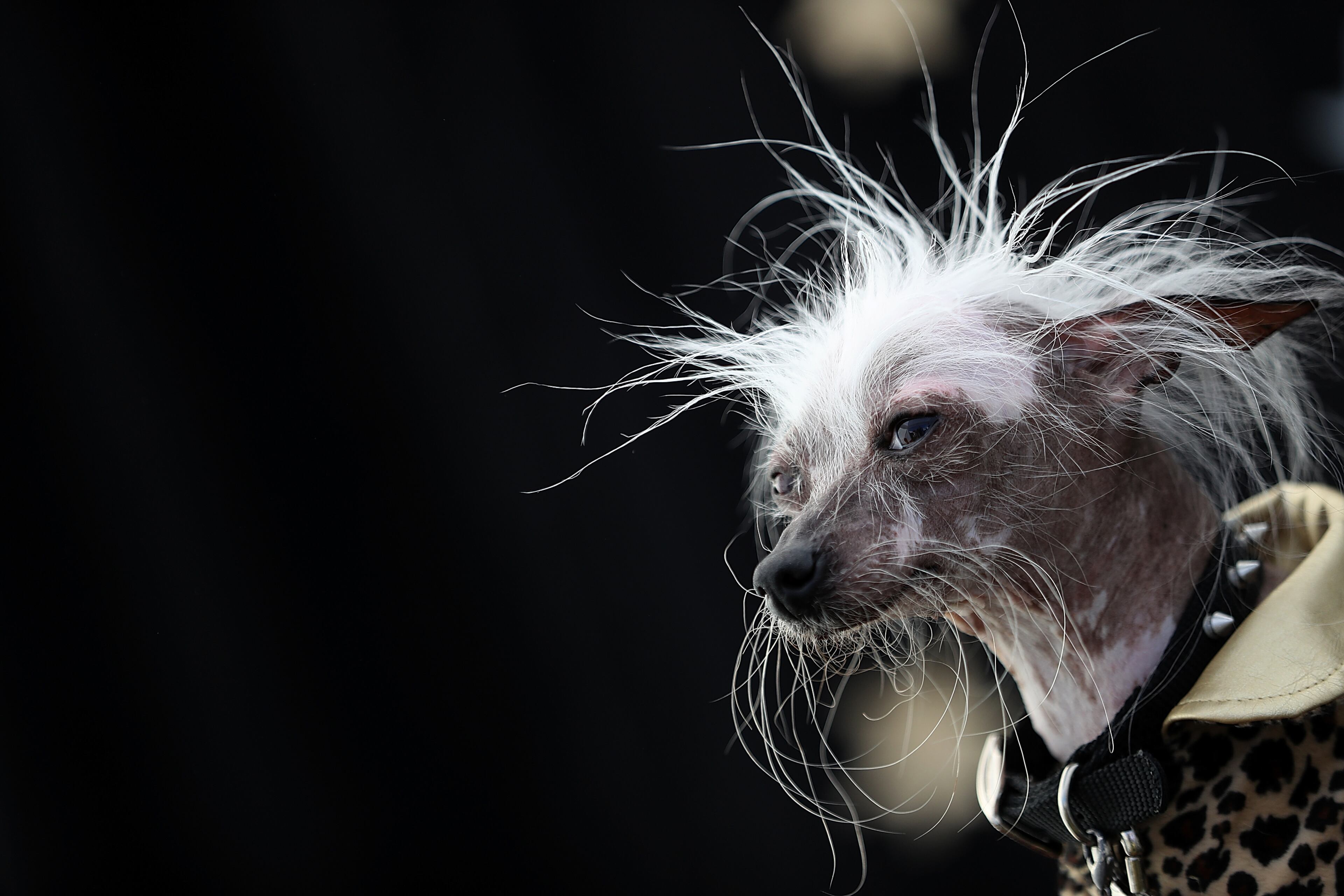 PETALUMA, CA - JUNE 24: A Chinese Crested dog named Rascal Deux of Sunnyvale, California, looks on during the 2016 World's Ugliest Dog contest at the Sonoma-Marin Fair on June 24, 2016 in Petaluma, California. Sweepee Rambo, a blind Chinese Crested dog, won the annual World's Ugliest Dog contest. (Photo by Justin Sullivan/Getty Images)