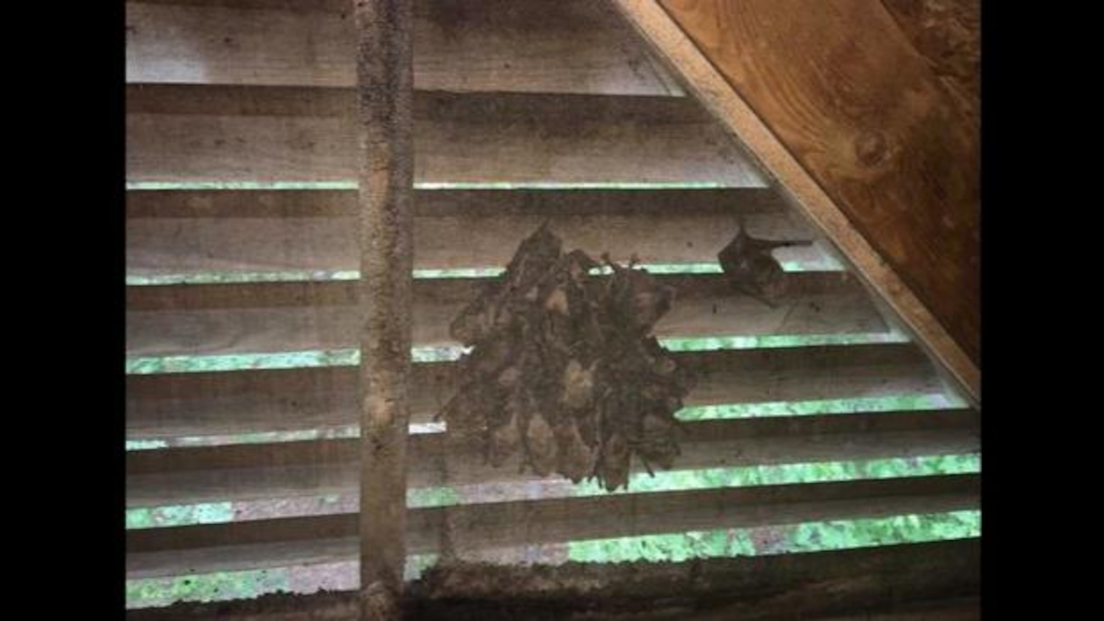 Homeowners are not allowed to remove roosting bats found in attics until the bats' migration period begins. This is a picture of a coloy of bats found in an attic in North Carolina.