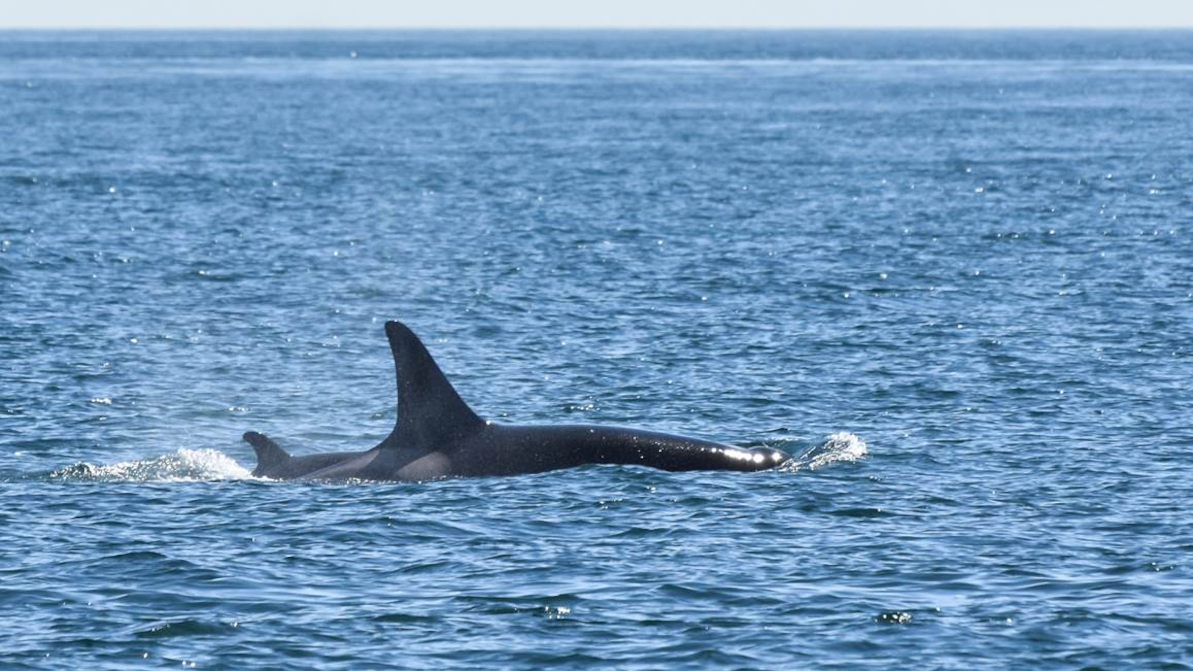 New Southern Resident calf L122 with its mother L91 Monday morning, Sept. 7, 2015, in the Strait of Juan de Fuca.