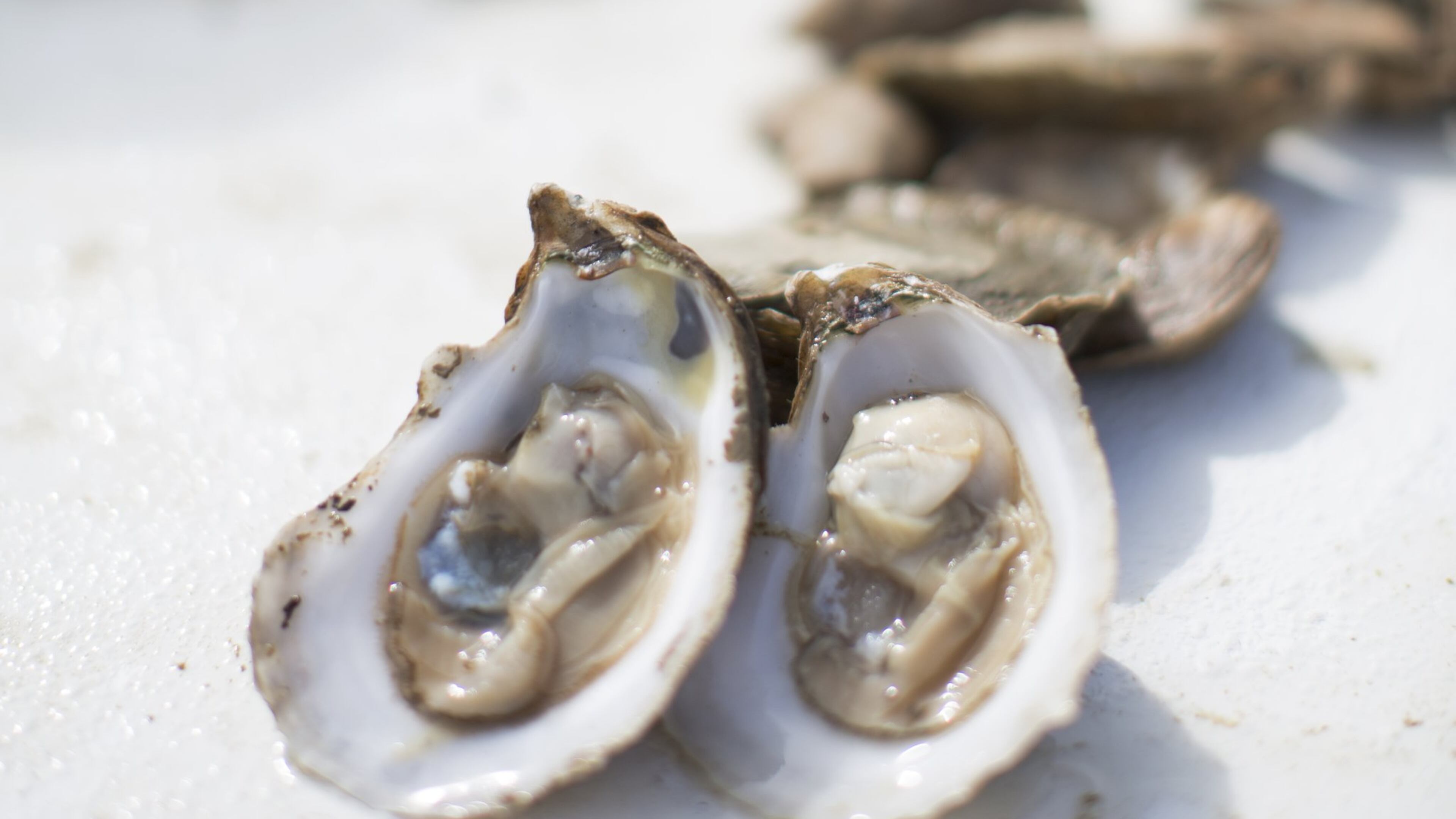 The oyster industry once thrived in Georgia. Collaborative efforts between the University of Georgia Marine Extension Service and other agencies are aimed at rebuilding the foundation for sustainable oyster aquaculture in the state. (Ansley West Rivers)