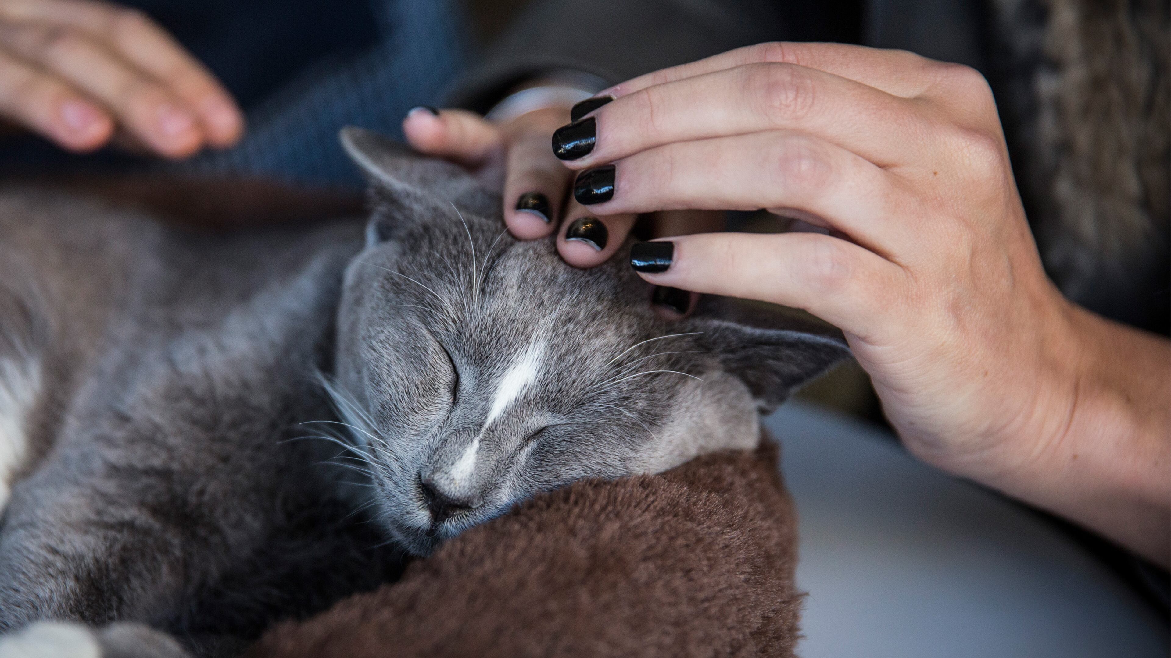 NEW YORK, NY - APRIL 24: A person pets a cat in the pop-up shop "Cat Cafe" on April 24, 2014 in New York City. The cafe, which has been created Purina One cat food, serves complimentary coffee and bakery items, and has a variety cats roaming throughout the space that visitors can adopt. (Photo by Andrew Burton/Getty Images)