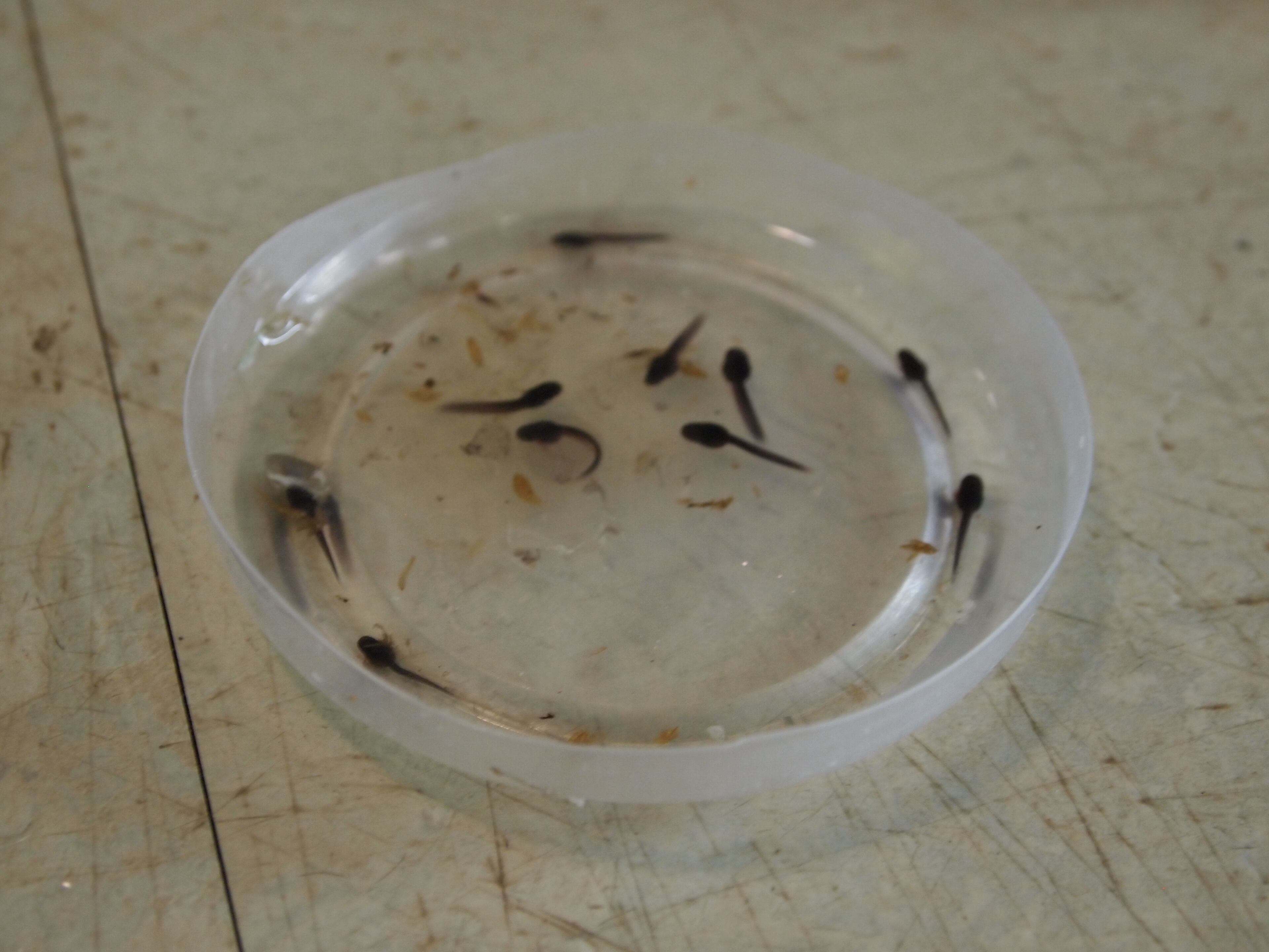 Breeding takes place regularly in the conservation program to help produce and preserve endangered amphibian species. Elizabeth Montgomery