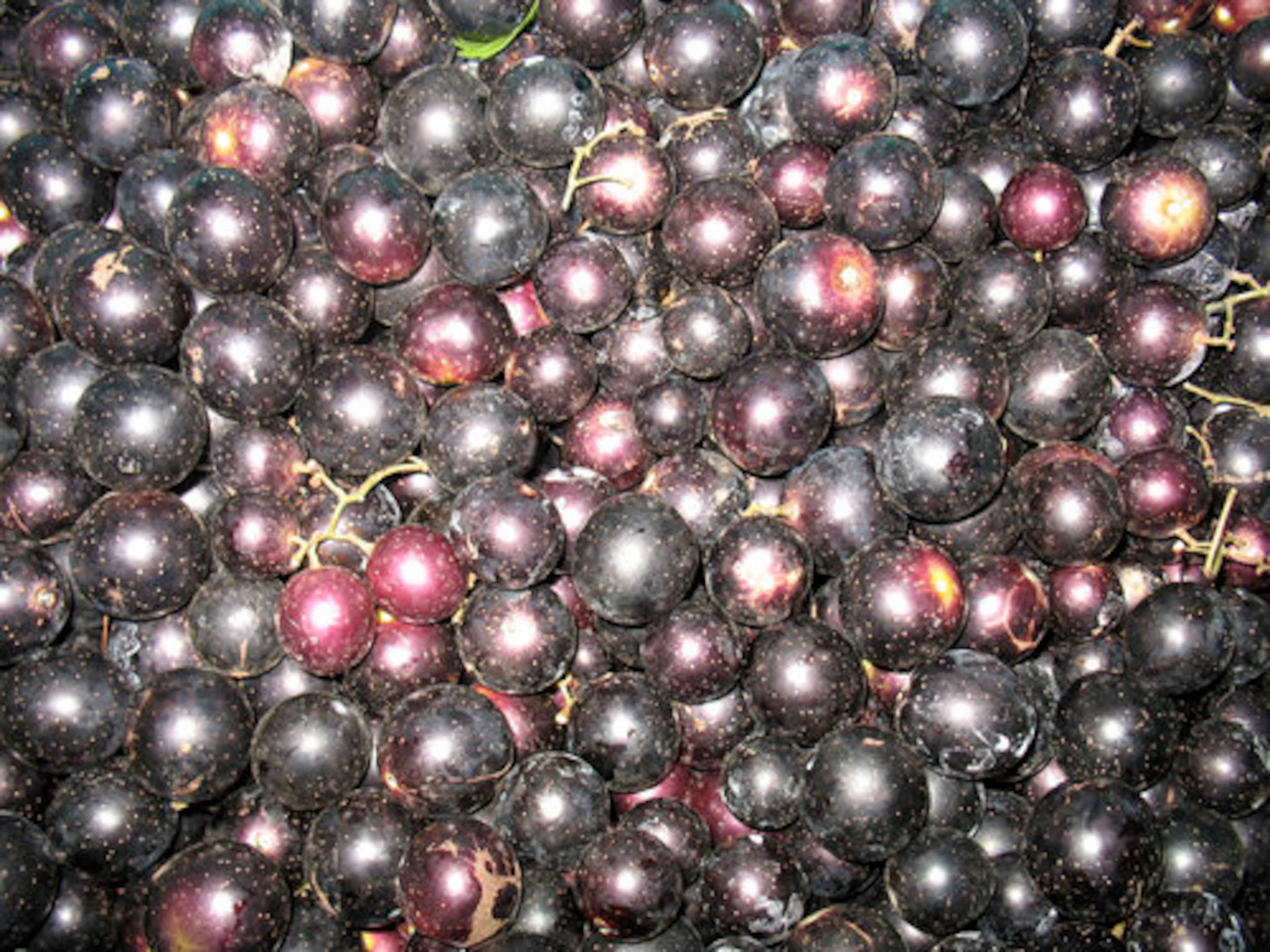 Freshly picked purple muscadines await boxing at Paulk Vineyards in Wray, Ga.