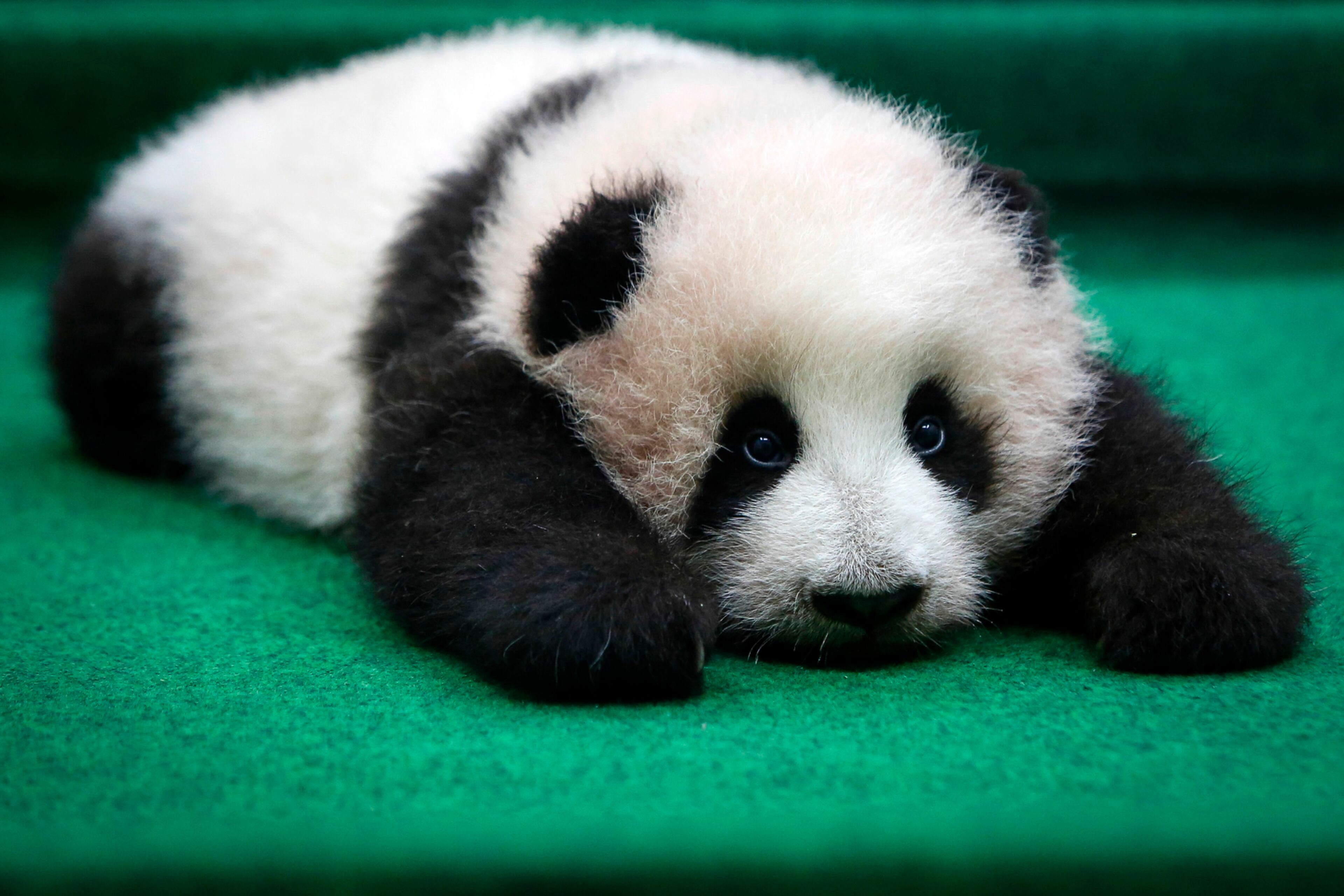 CAN I GO BACK TO SLEEP NOW?--A 4-month old female giant panda cub is photographed at the Giant Panda Conservation Center at the National Zoo in Kuala Lumpur, Malaysia, Tuesday, Nov. 17, 2015. (AP Photo/Joshua Paul)