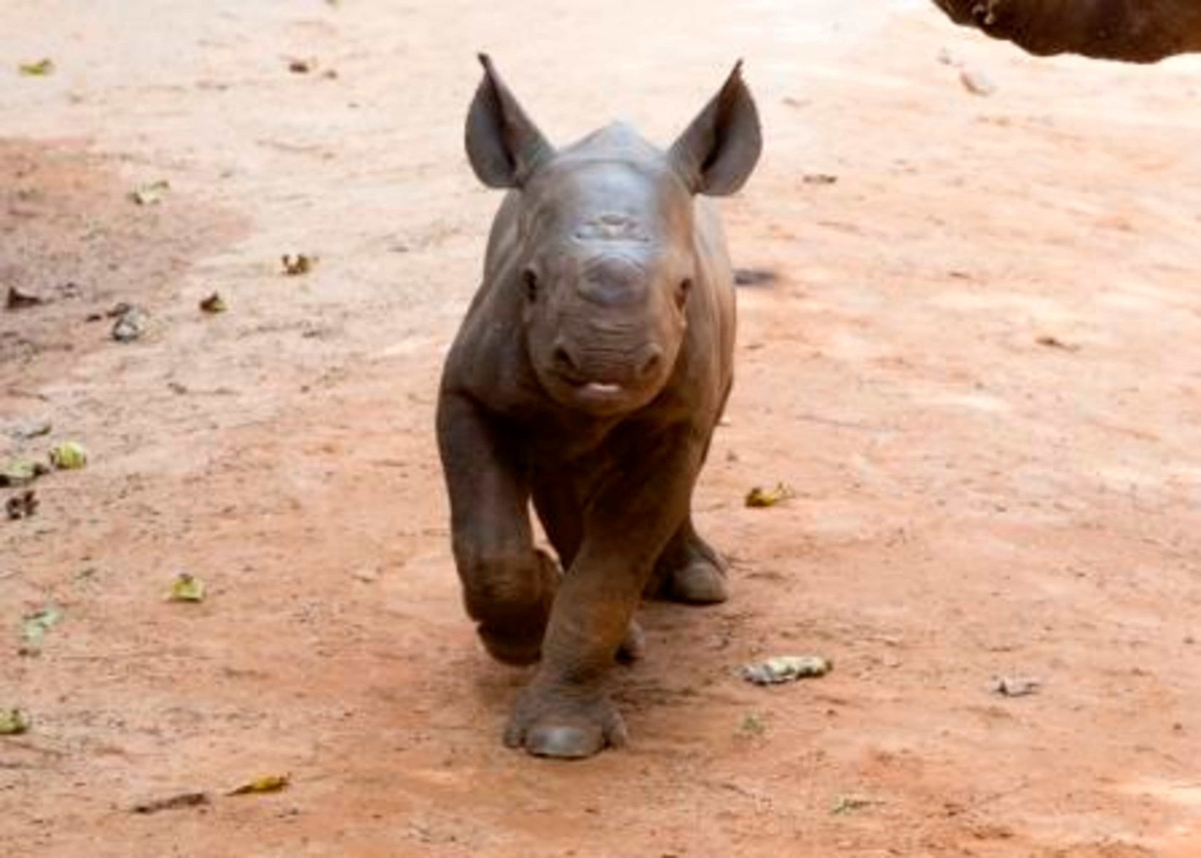 Historic news arrived on August 17, when Andazi the eastern black rhinoceros gave birth to the first rhino calf ever born at Zoo Atlanta in its more than 124-year history. Guests may enjoy sightings of the 1-month-old calf, who weighed 190 pounds the first time he was weighed on September 13, exploring his outdoor habitat with his mother between the hours of 1:30 p.m. and 4:30 p.m., weather permitting.