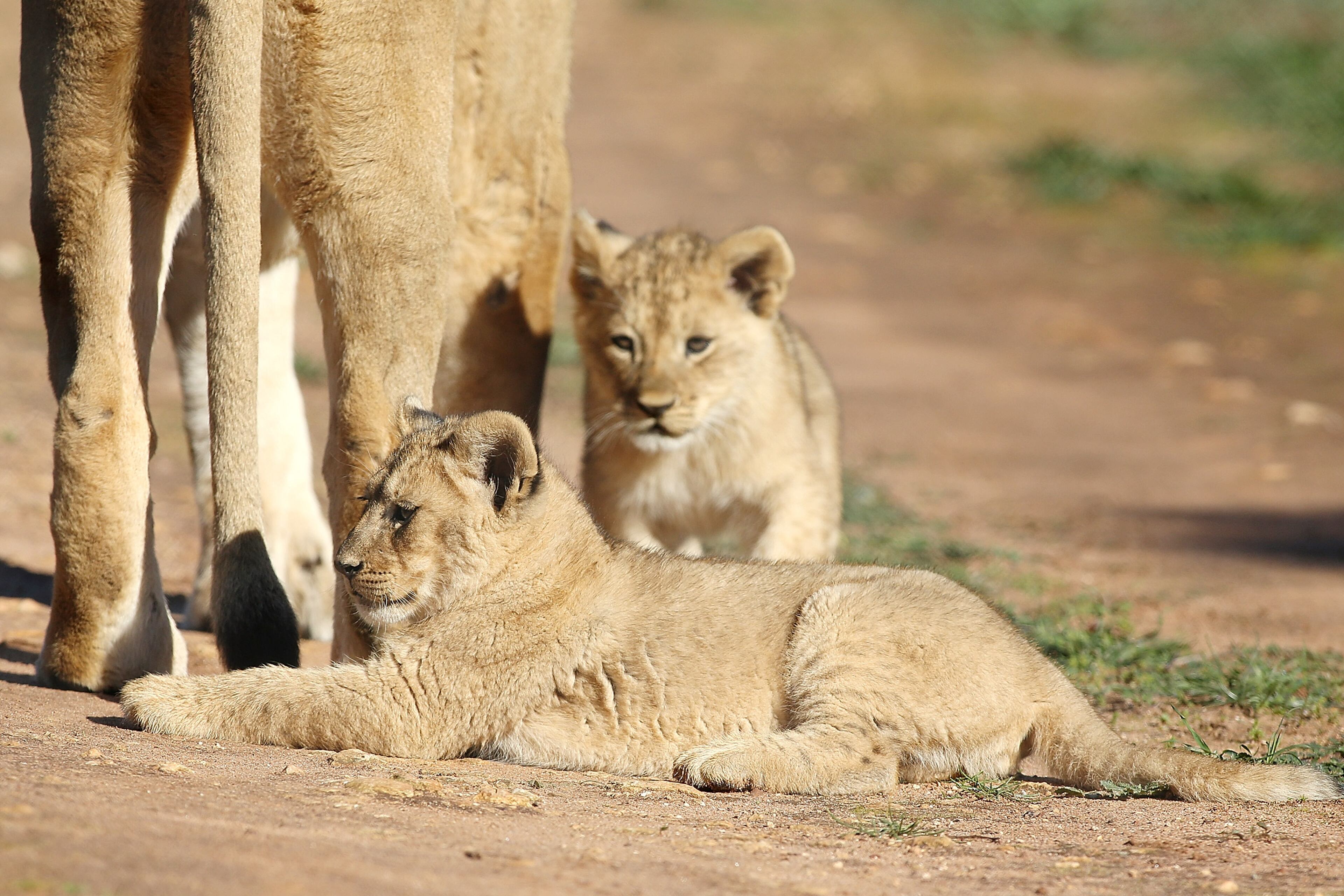 ADELAIDE, AUSTRALIA - JULY 08: Lion cubs explore their enclosure with their mother Tiombe at Monarto Zoo on July 8, 2013 in Adelaide, Australia. Three Lion cubs, born April 24, 2013 made their public debut today at Monarto Zoo. Monarto Zoo is also celebrating two new Lion cubs to its African Lion family, a male and female cub, born June 18, 2013. (Photo by Morne de Klerk/Getty Images)