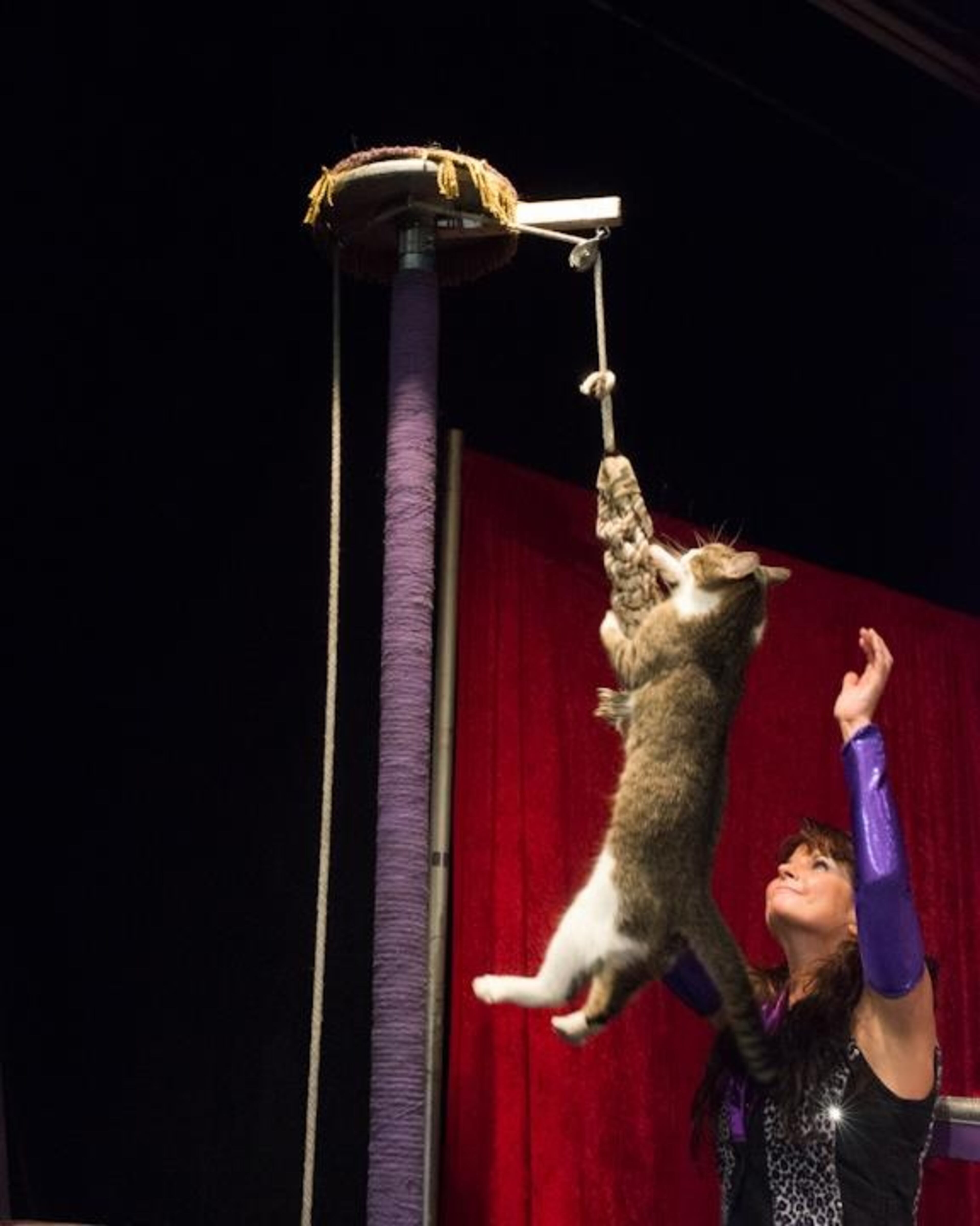 Besides entertainment, the “Amazing Acro-Cats” show has a serious purpose. Your pet might not need to learn to climb a rope, but “Acro-Cats” human star Samantha Martin says a well-trained cat is a non-bored one, which has lasting benefits for both pet and owner. One of the Amazing Acro-Cats shows off its rope climbing skills, as Martin watches approvingly.