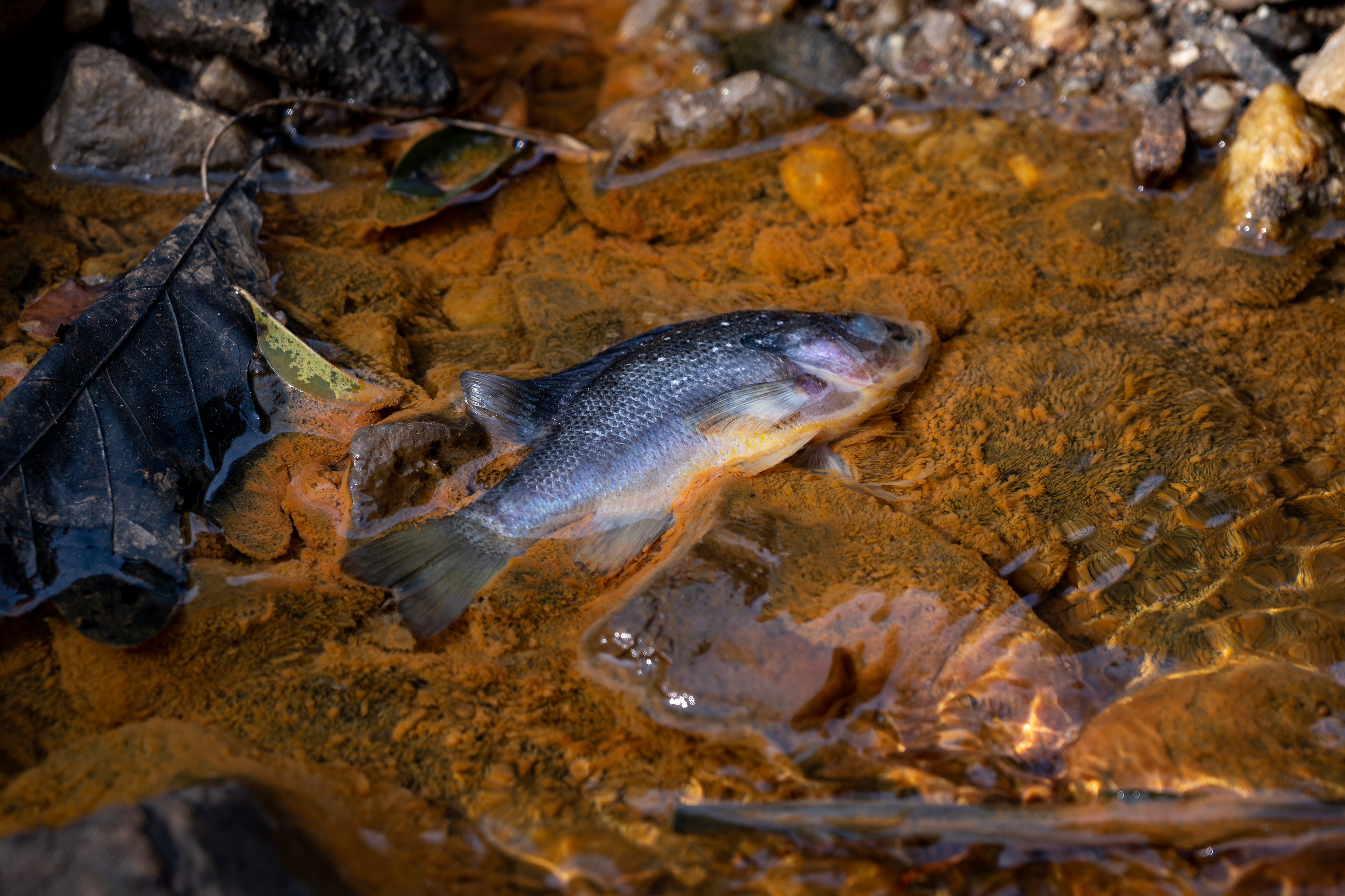A fish lays dead surrounded by oil following a fuel spill into the Flint River from Hartsfield-Jackson International Airport. Tuesday, Feb. 03, 2026. (Ben Hendren for the AJC)