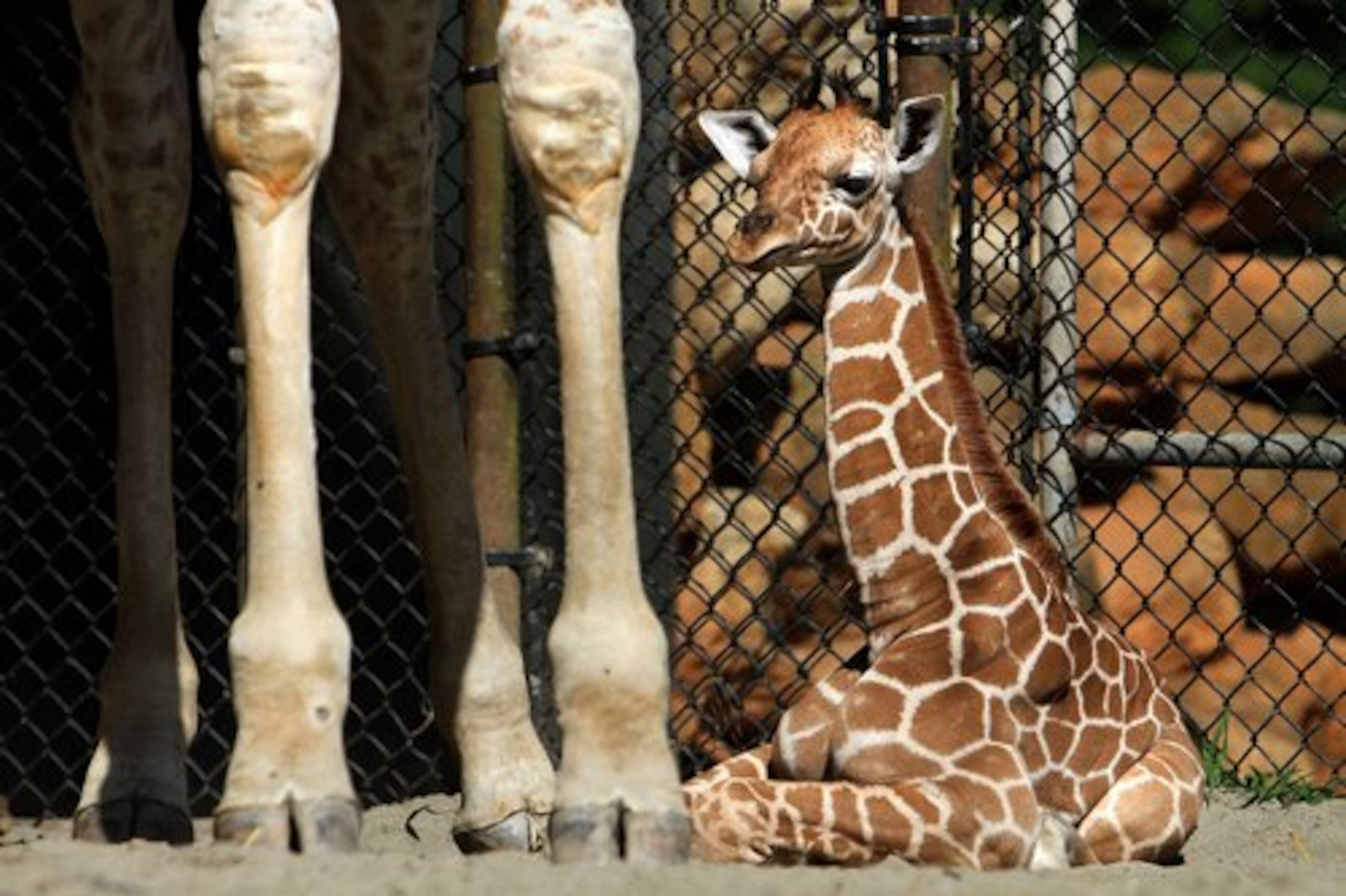 The calf is seen resting next to its mother, Glenda.