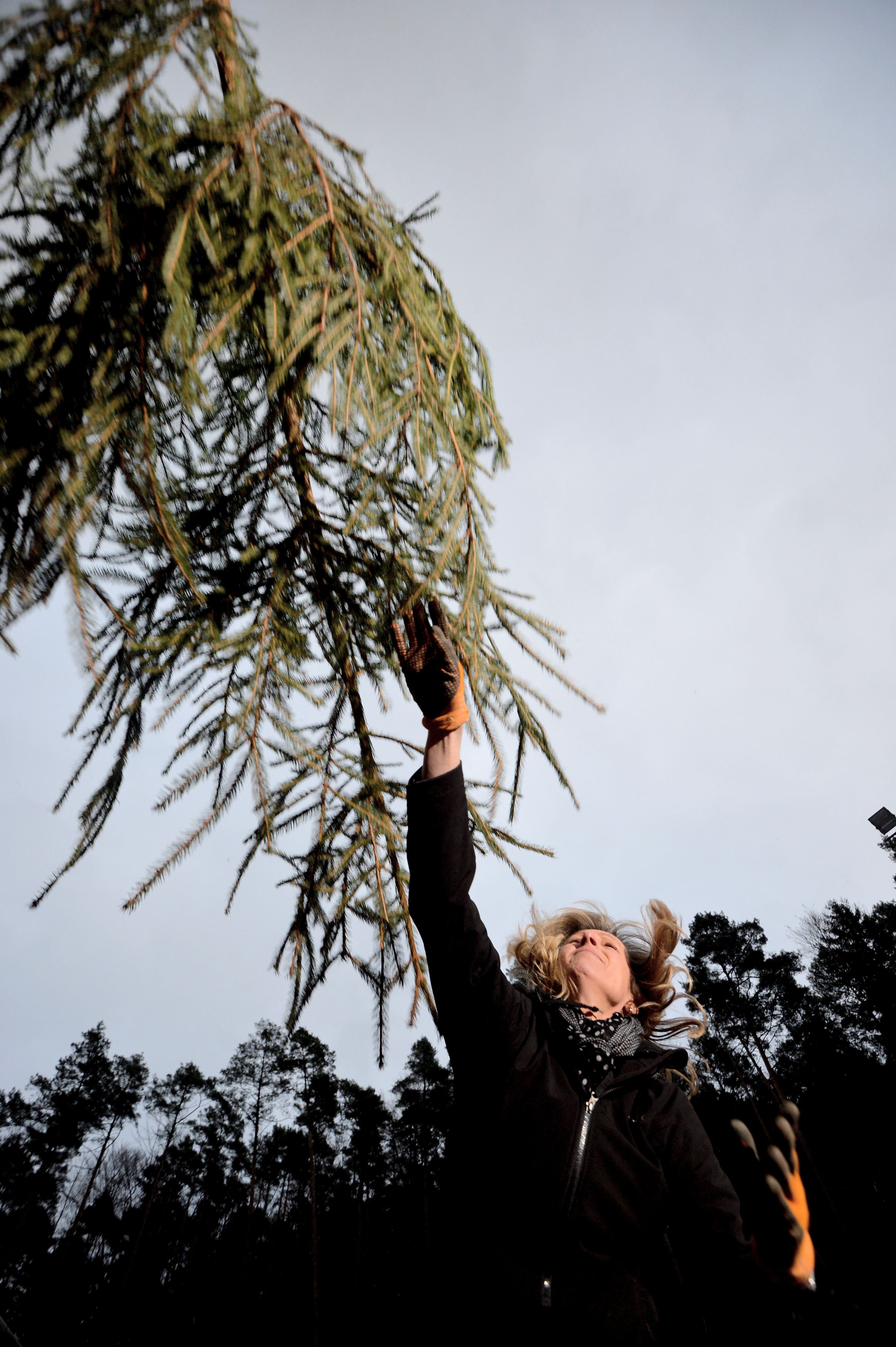A contestant launches a Christmas tree in the distance discipline of the Christmas Tree Throwing World Championships on Jan.5, 2013 in Weidenthal, Germany. The less-than-serious annual event is now in its eighth year and features competitions in distance throwing, height throwing and flinging of Christmas trees.