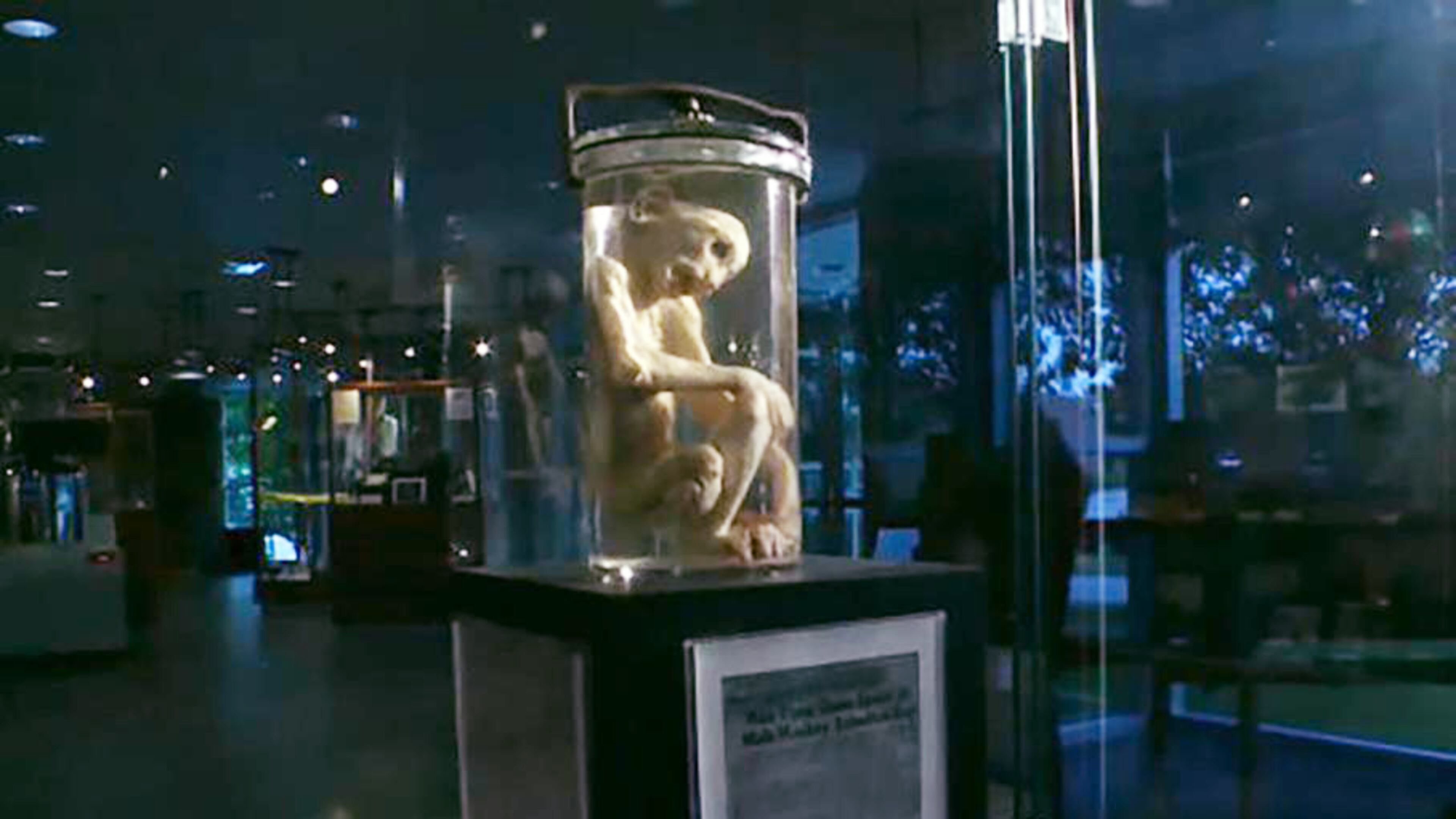 The Monkey from Mars lives at The Georgia Bureau of Investigation Crime Lab Museum. The creature became famous in 1953 when three men claimed they found him on a fallen spaceship near Austell. (File Photo)