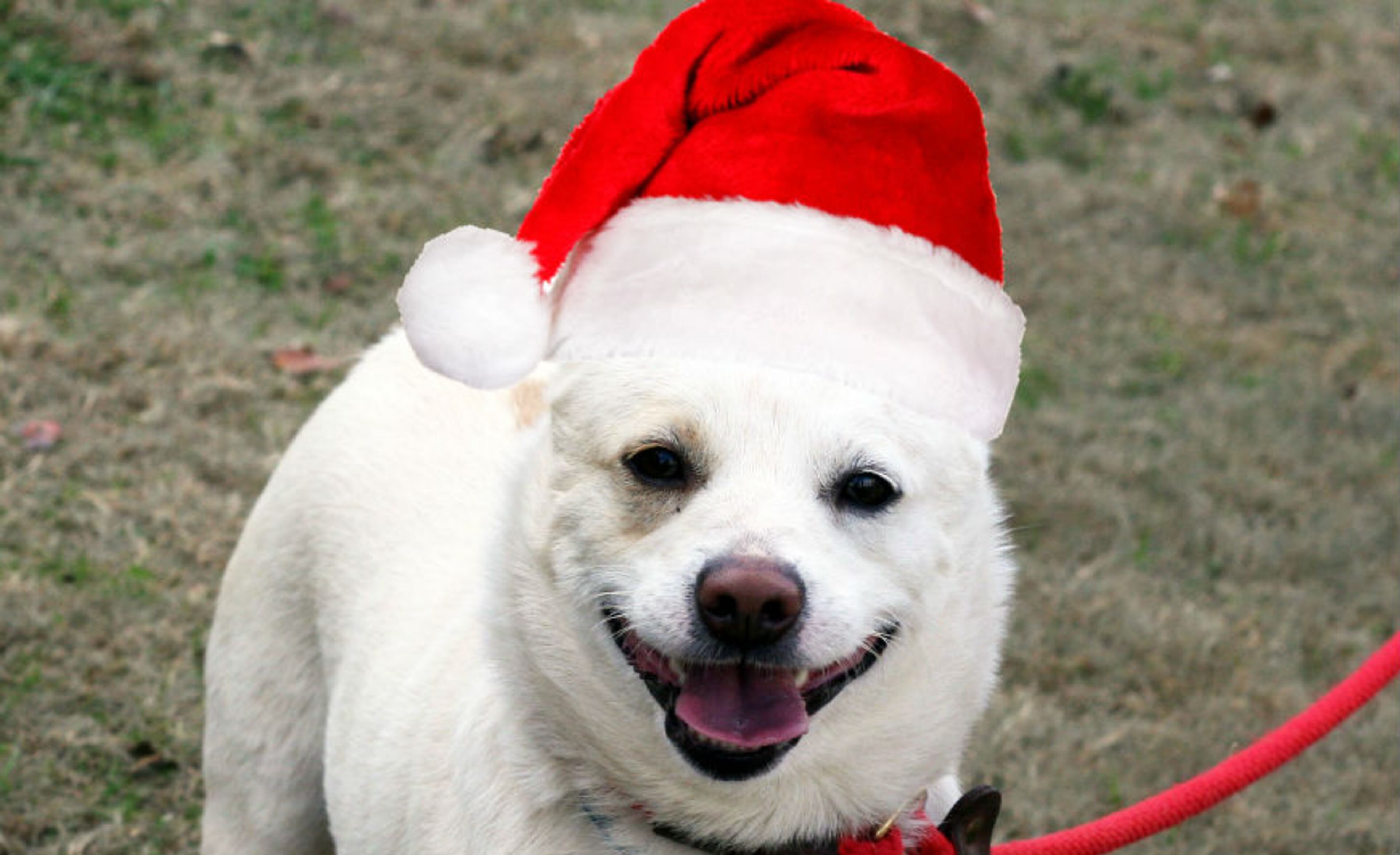 Give an animal a loving home this holiday. Pip is available for adoption at the Howell Mill location of the Atlanta Humane Society. Atlanta Humane Society places approximately 8,000 animals into forever homes each year. For additional information, please email contact@atlantahumane.org.