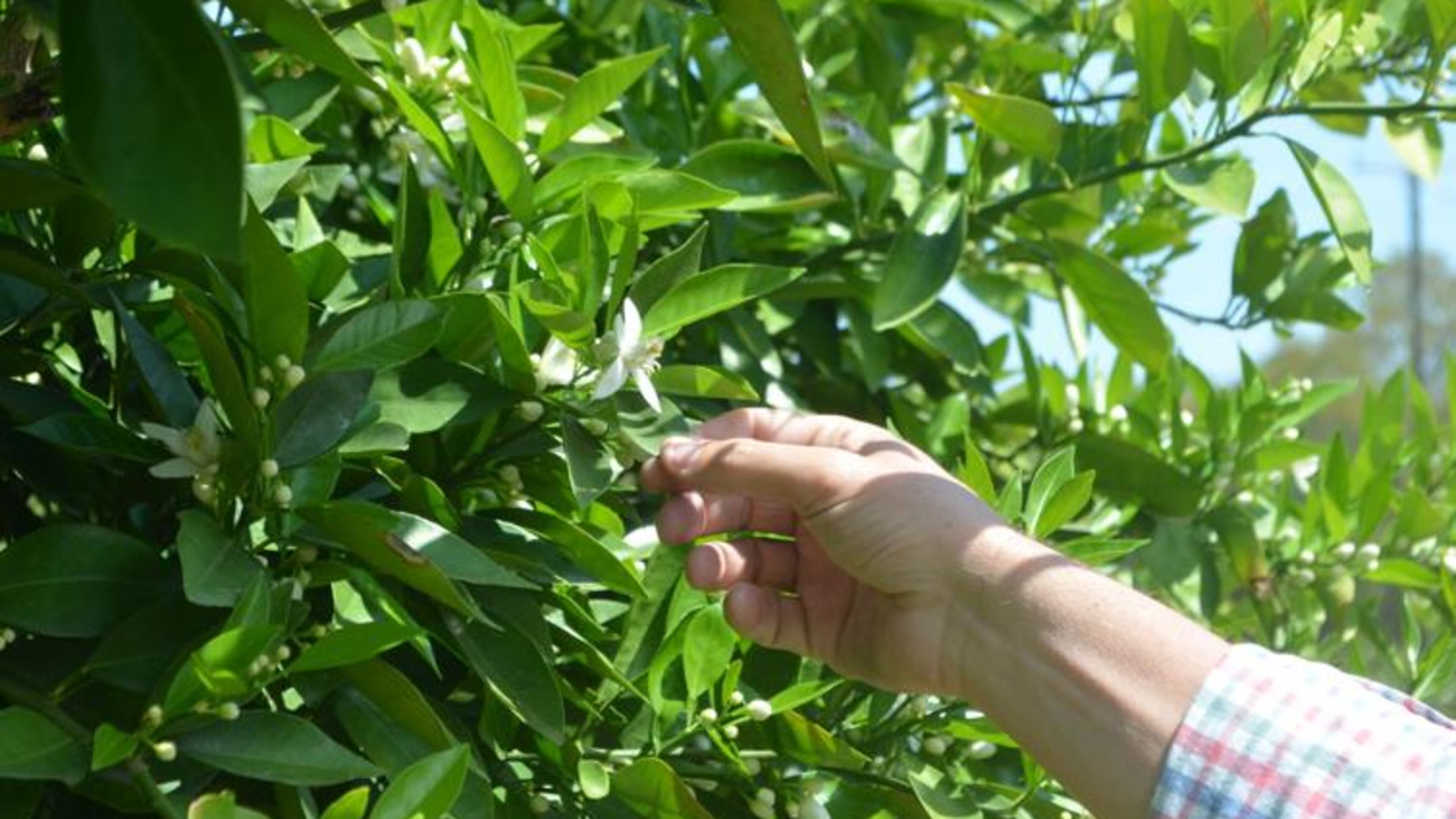 Lee County farmer Justin Jones' navel orange trees showed their first blossoms on the first day of spring. (Photo Courtesy of Lucille Lannigan)