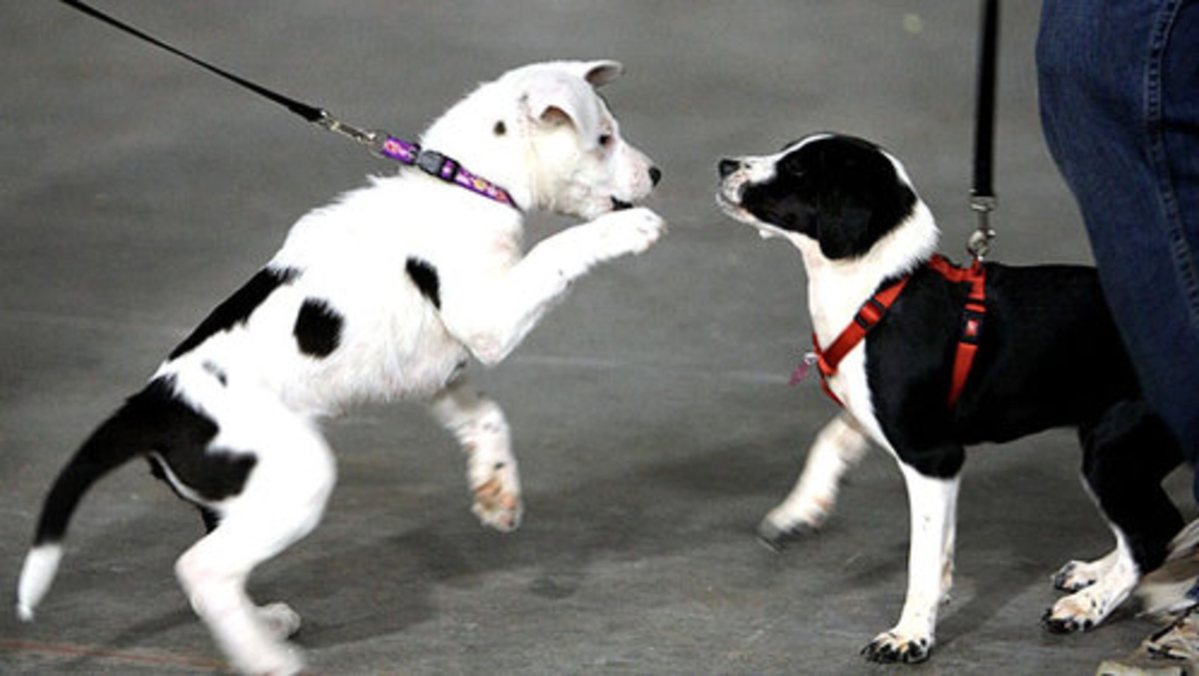 Ten-week-old "Lila," left, and four month old "Van Camp" decide to play while waiting in line.