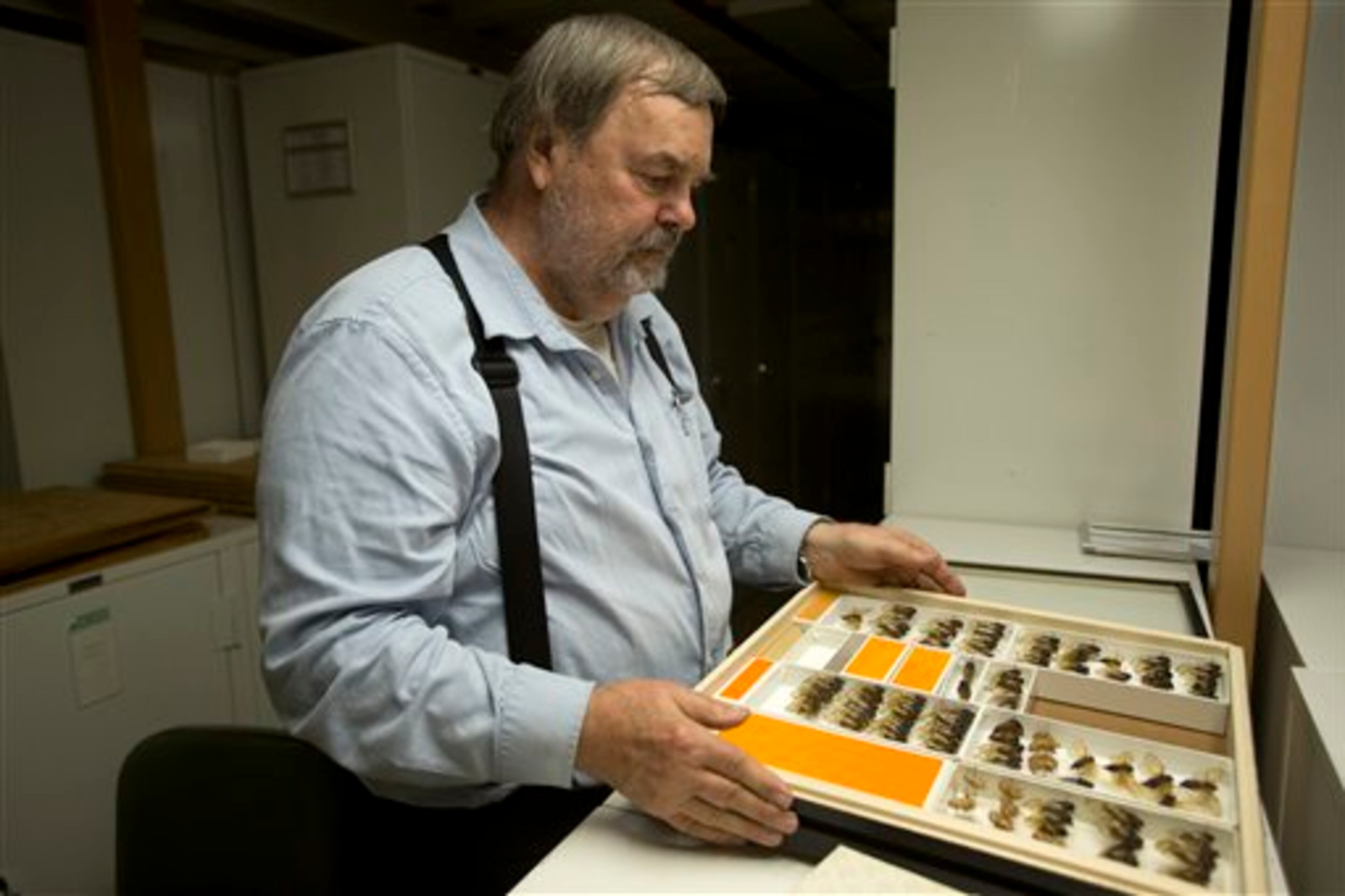 Gary Hevel, a research collaborator with the Dept. of Entomology at the National Museum of Natural History, opens a case of preserved cicadas, a brood of which are expected to emerge this spring in the Washington area, from storage at the Smithsonian Institution's Museum Support Center in Camp Springs, Md. on Tuesday, April 23, 2013. (AP Photo/Jacquelyn Martin)