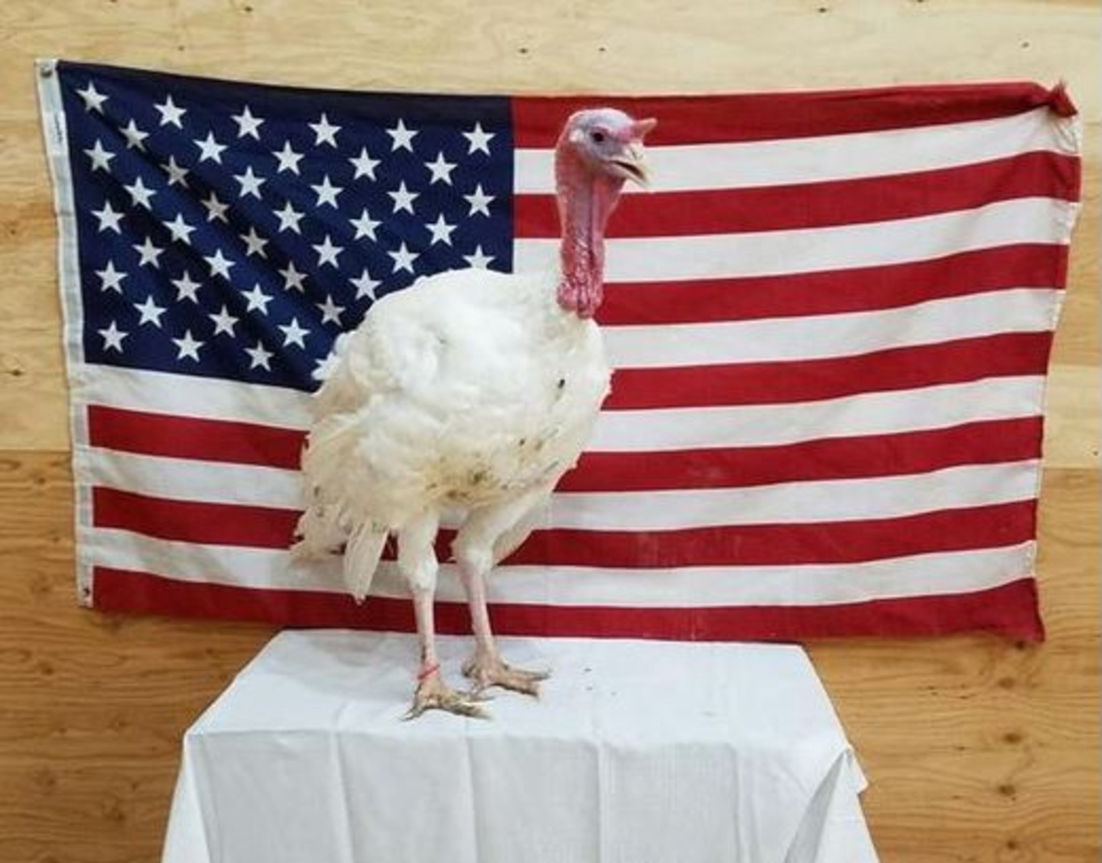 This Iowa bird, though delicious, will likely be pardoned by President Obama. (Iowa Turkey Federation)