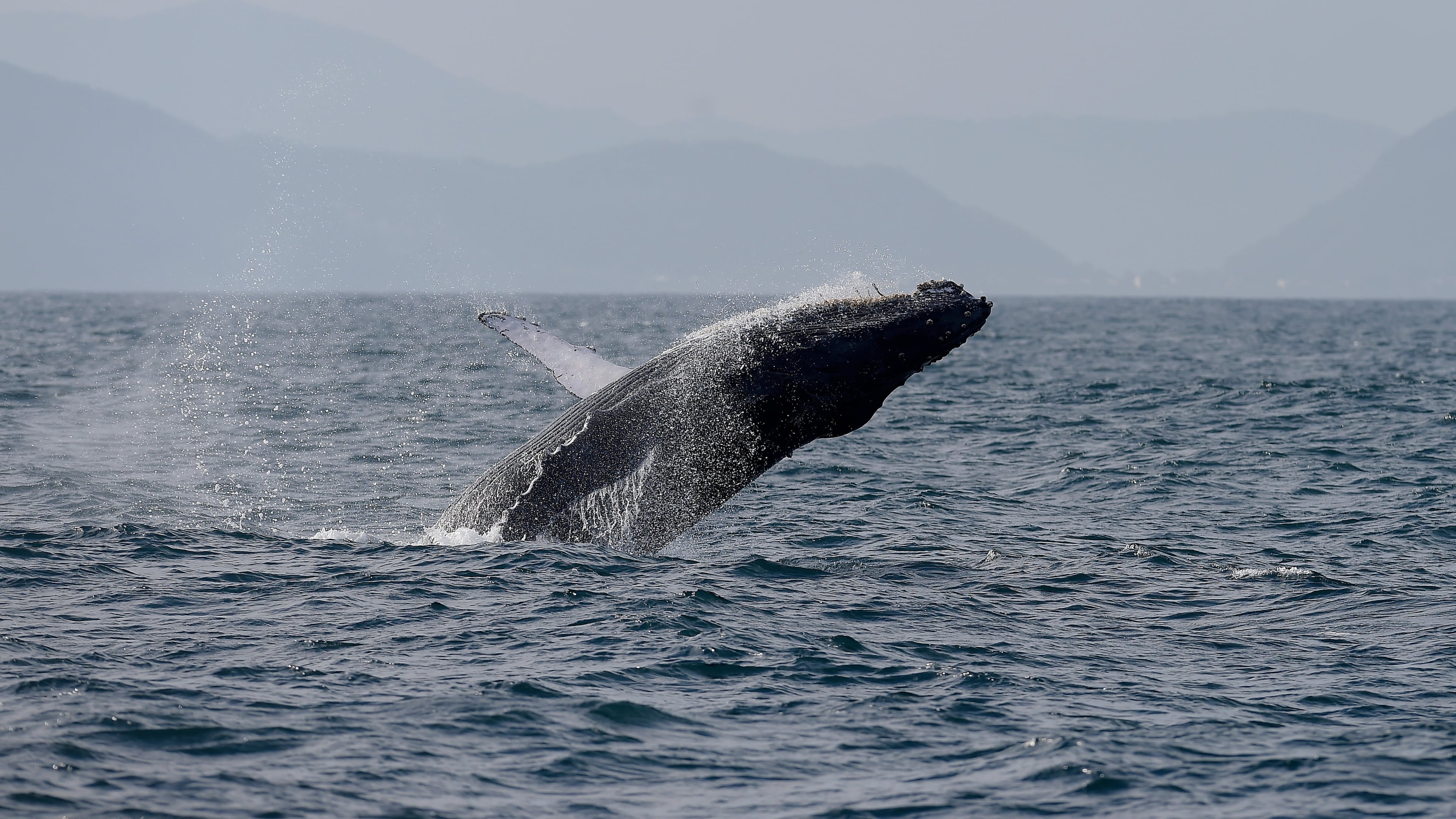 A humpback whale breaches off the coast of Rio de Janeiro, Brazil, Tuesday, June 30, 2026. (AP Photo/Dhavid Normando)