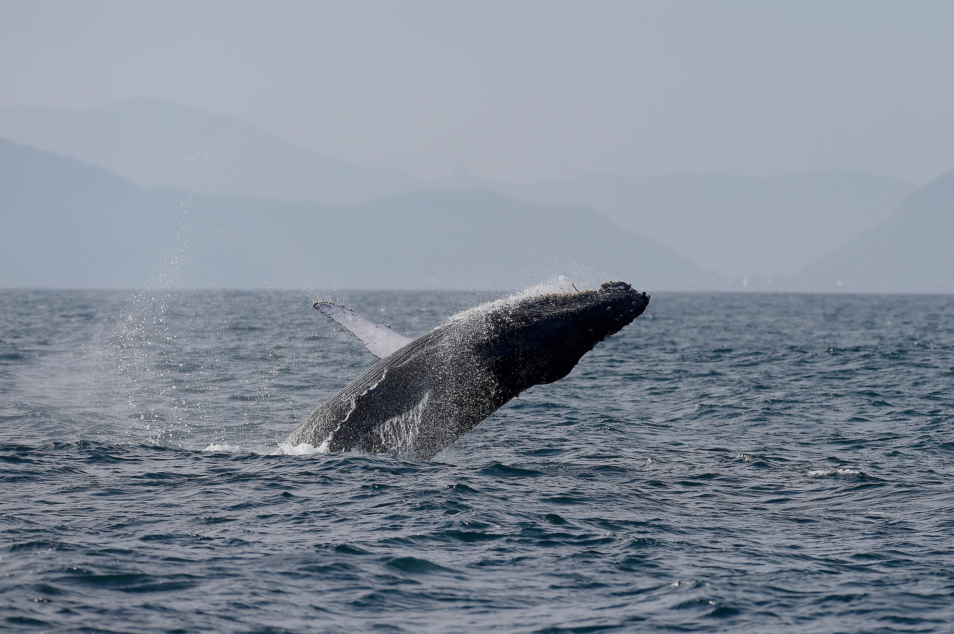 Brazil Humpback Whales