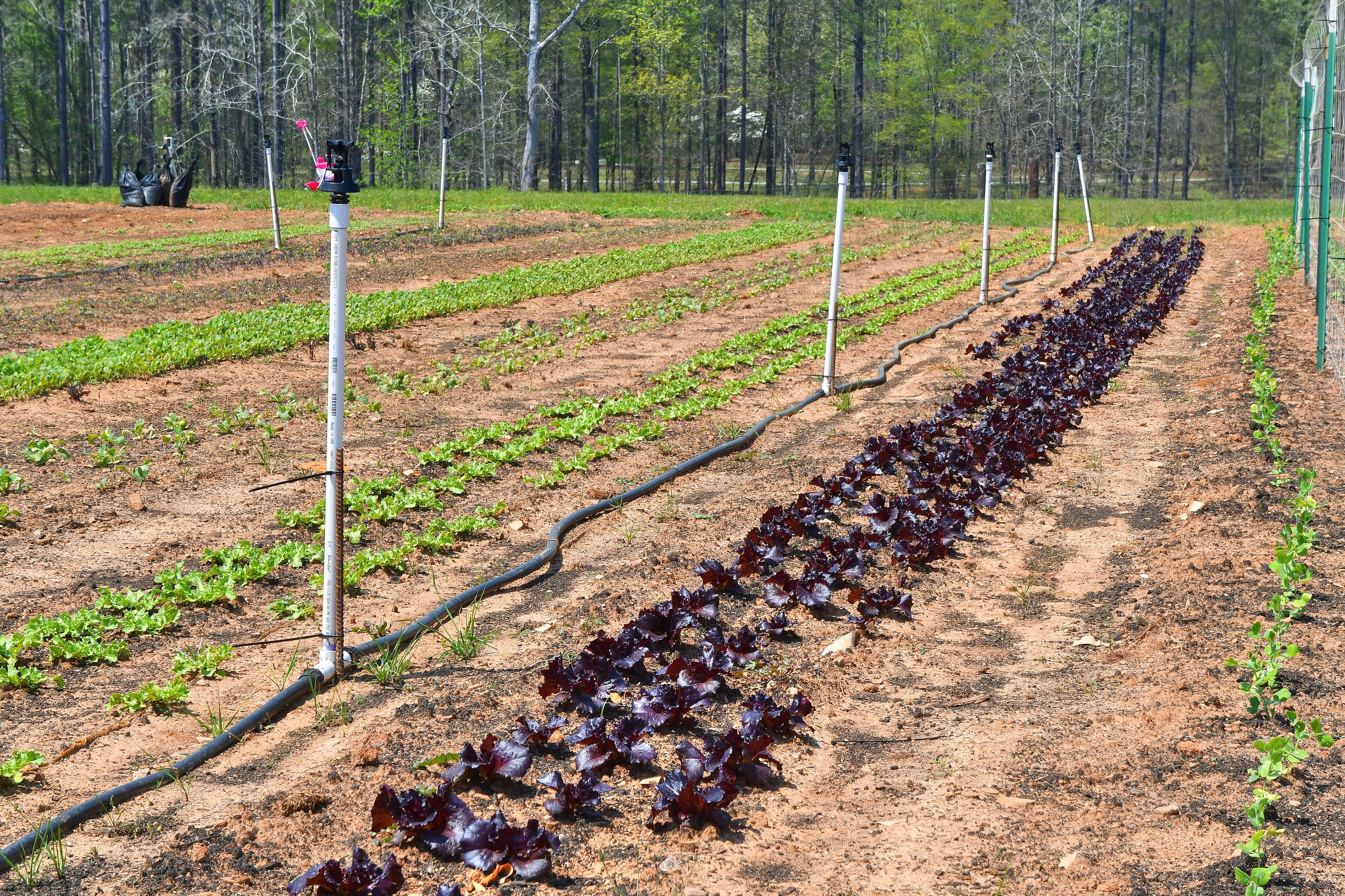 210406 Madison, Ga: One of the types of irrigation on the farm is overhead irrigation, as the water is sprayed from pipes that stand approx. 5 feet above the surface to deliver water to the crops. The water is controlled from a master controller close to the barn saving multiple steps for the owners. The AJC visits Levity Farms near Madison Georgia. This young family farms 1 acre of their 10 acres of land. While they only started in 2015, they sell to some of the top Atlanta restaurants. They're also both former urban dwellers, examples of a trend in young people becoming first-generation farmers. Photos for Georgia On My Plate series. Photos taken Tuesday April 6, 2021. (Chris Hunt for The Atlanta Journal-Constitution)
