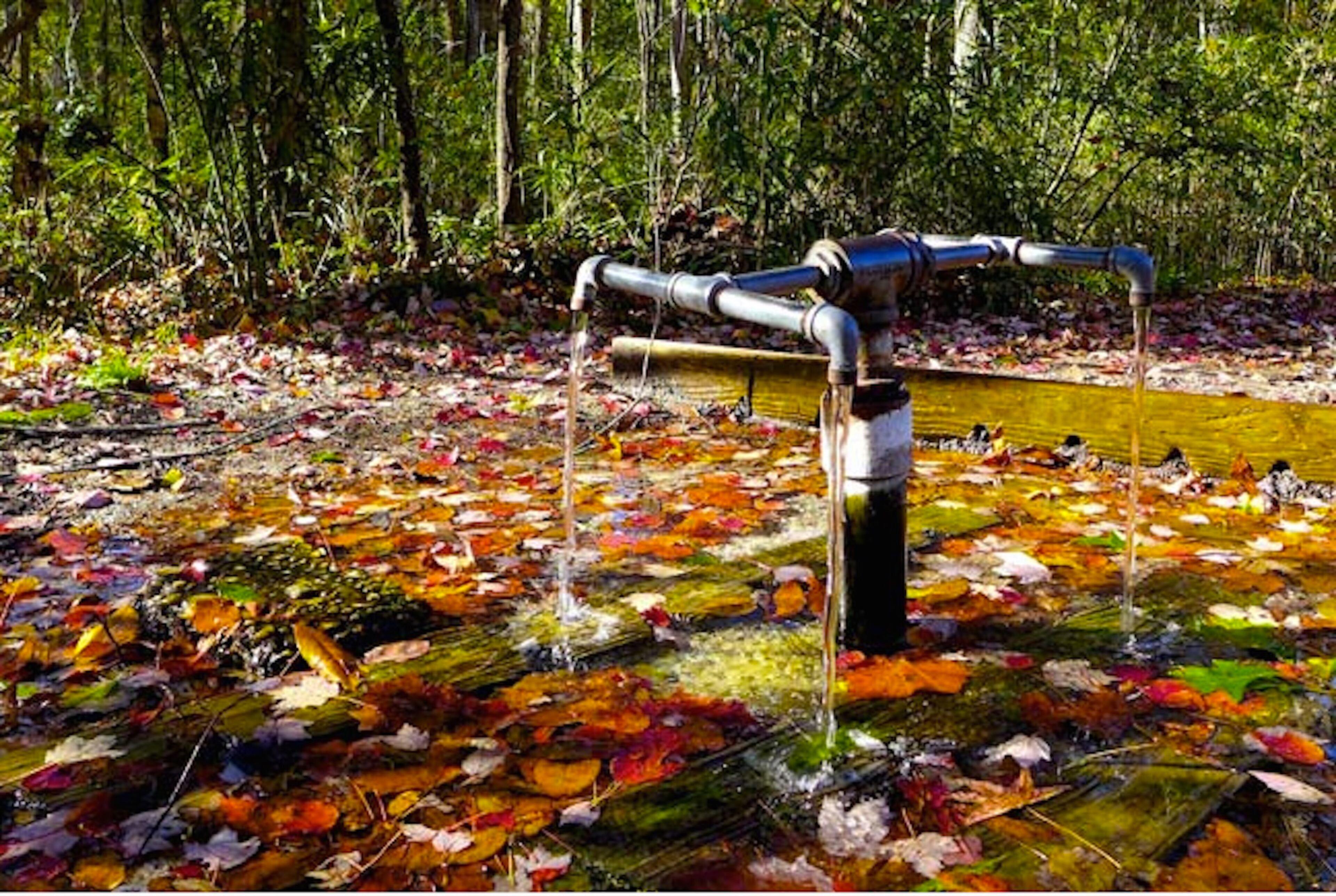 See the land deeded to a deity at God's Acre Healing Springs in Blackville, S.C. Contributed by Barnwell County. HANDOUT PHOTO - NOT FOR RESALE