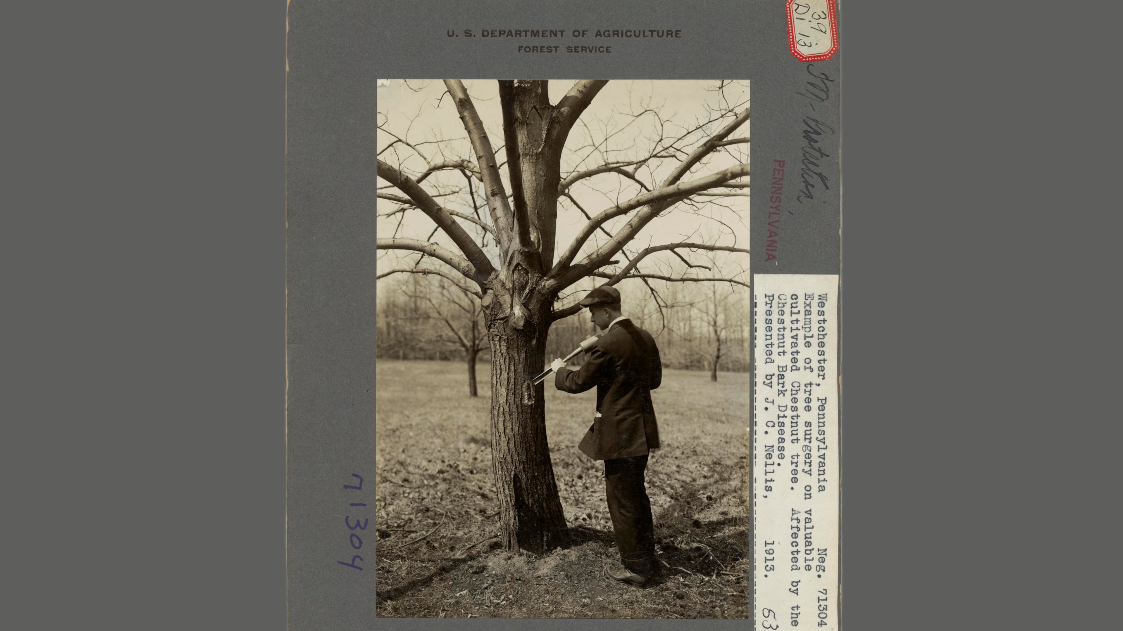 This 1913 handout image from the U.S. National Archives and Records shows a man performing tree surgery on a valuable cultivated chestnut tree affected by the chestnut bark disease in Westchester, PA, 1913. (U.S. National Archives and Recordsvia AP)
