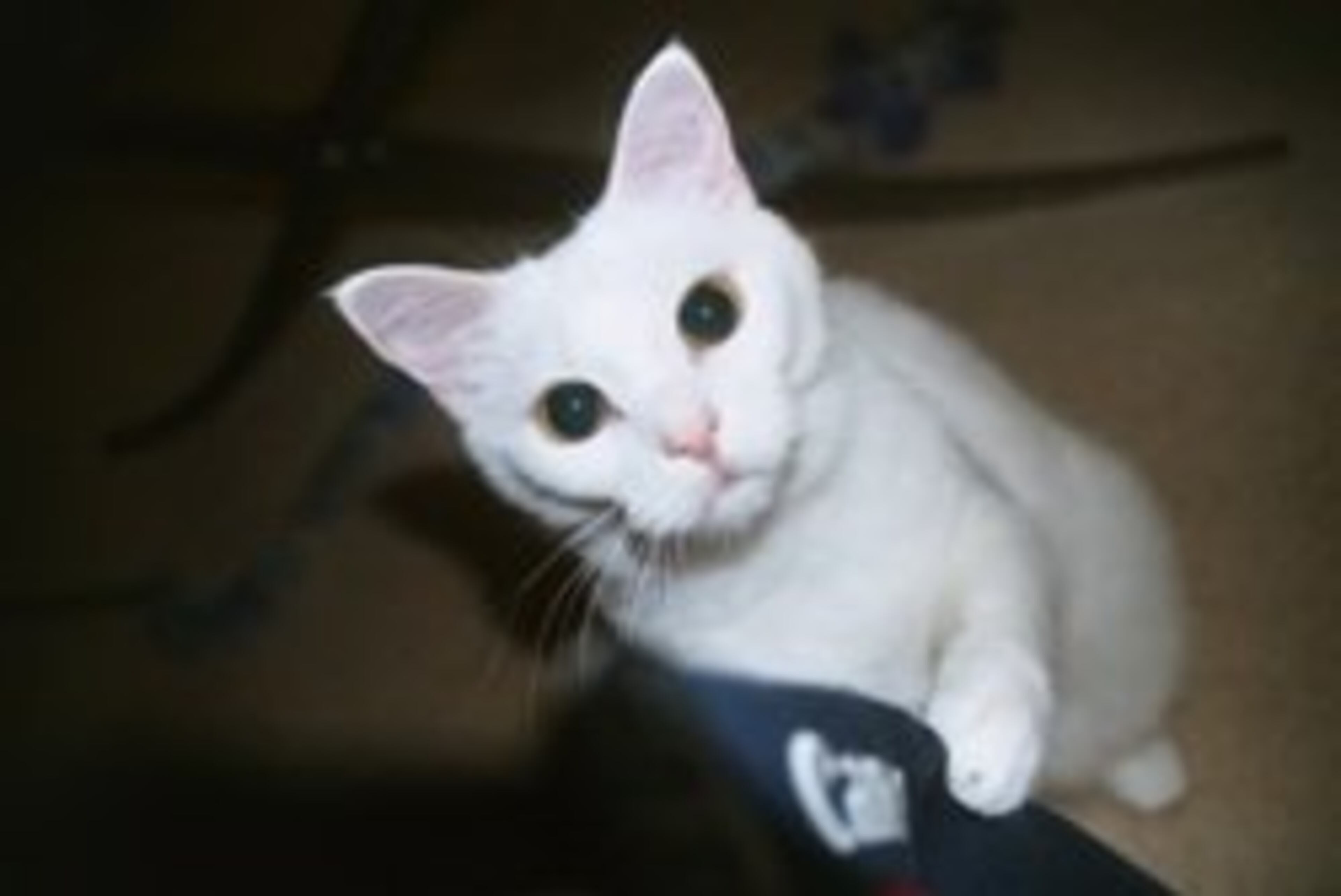 Here's Butterbean as a kitten. This cat gets our vote for best name!