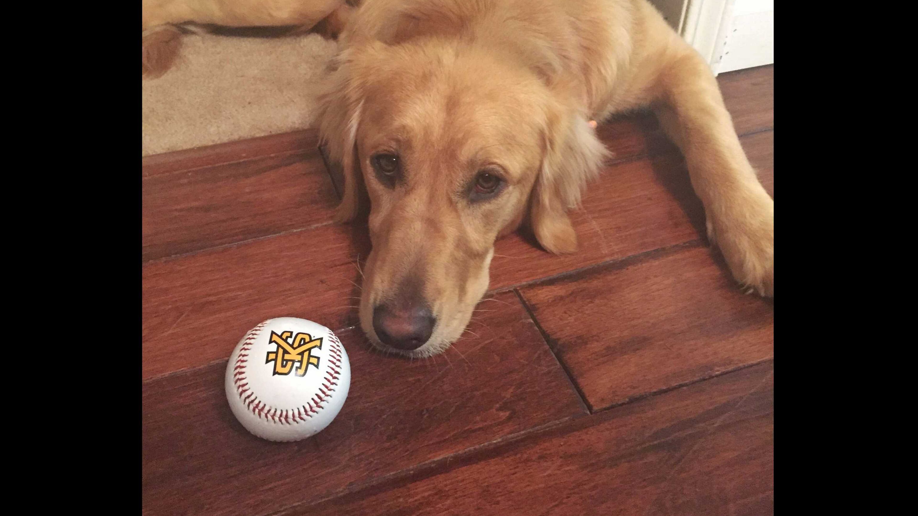 Kennesaw State University is holding a "Bark in the Park" event on Saturday.